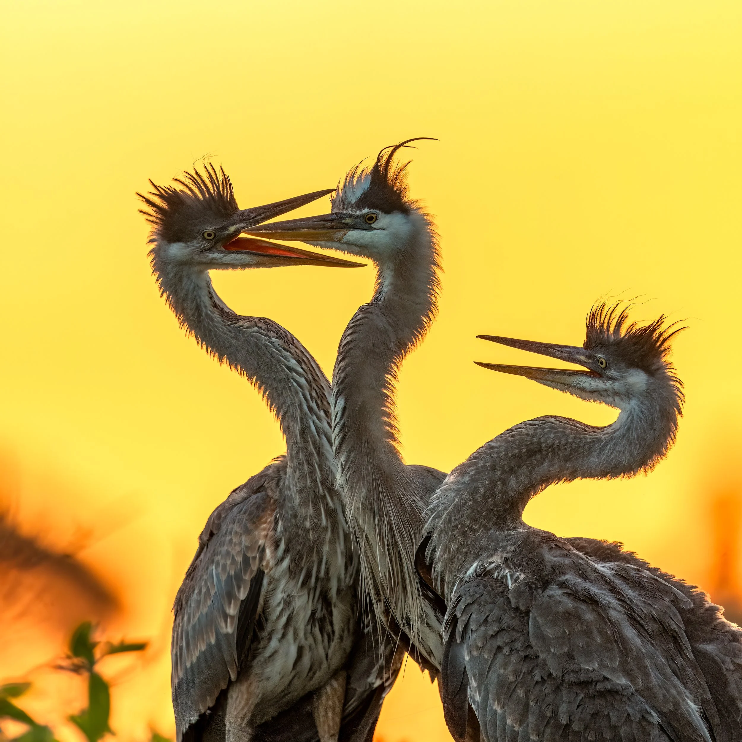 Great Blue Heron