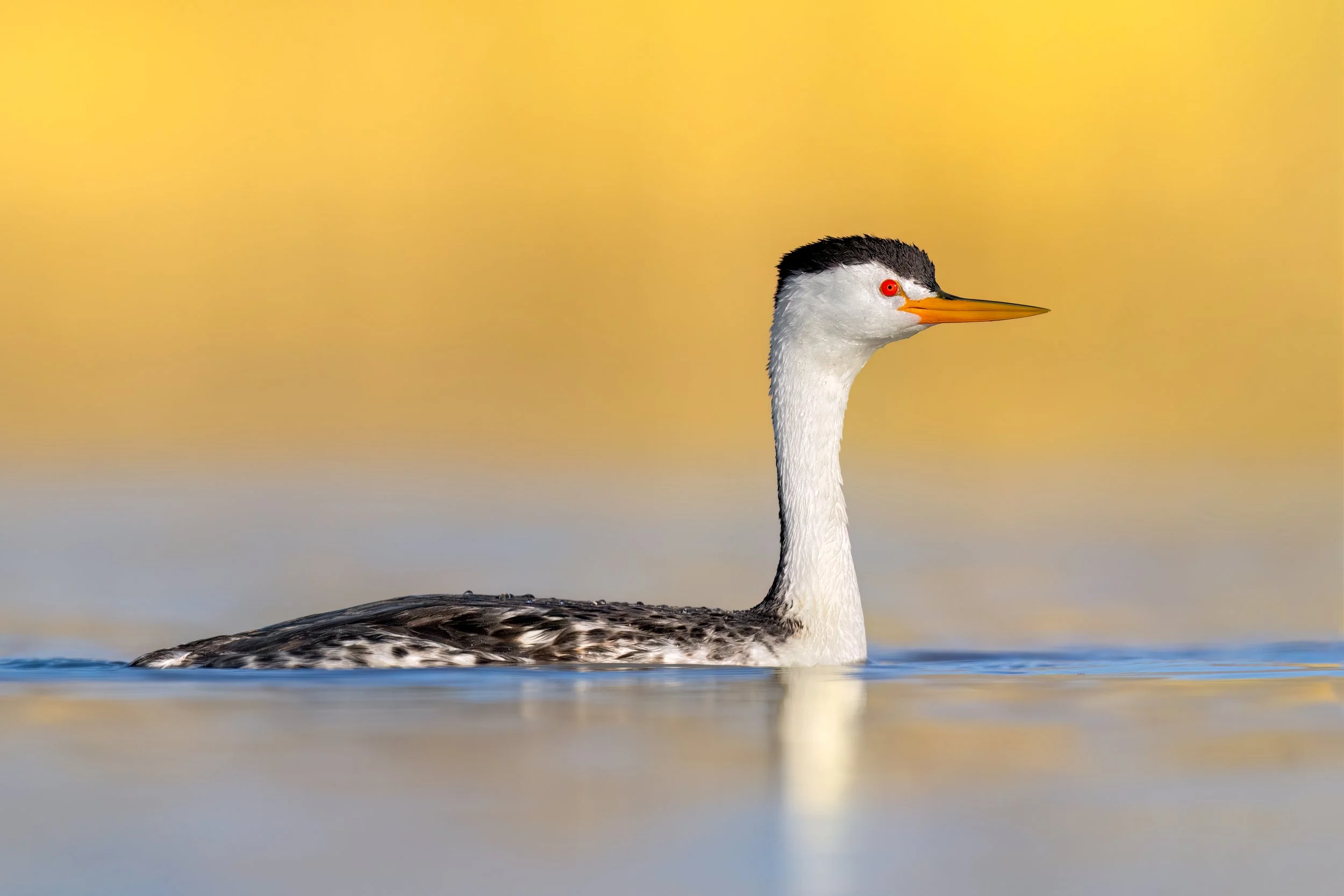 Clarke's Grebe