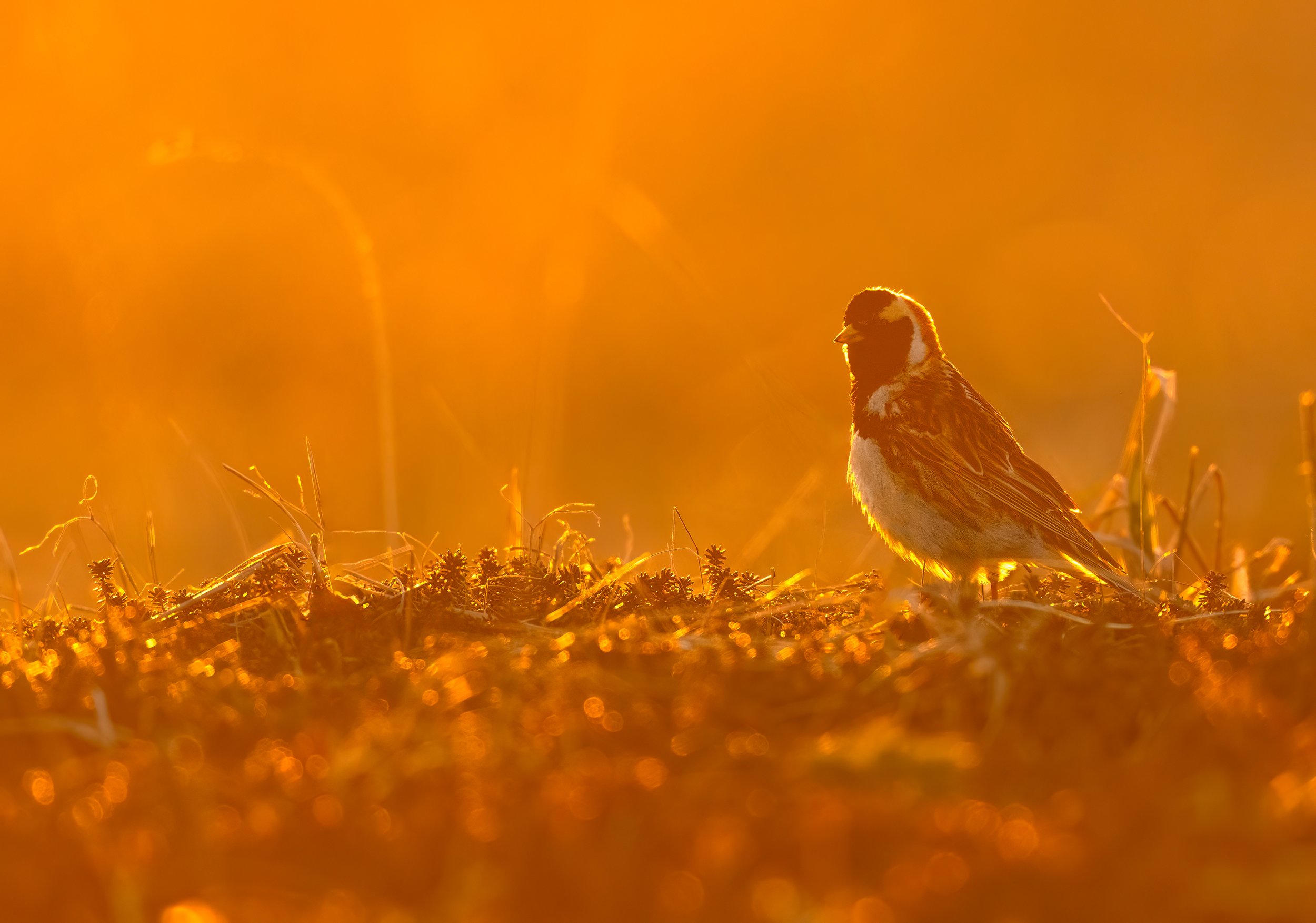 Lapland Longspur