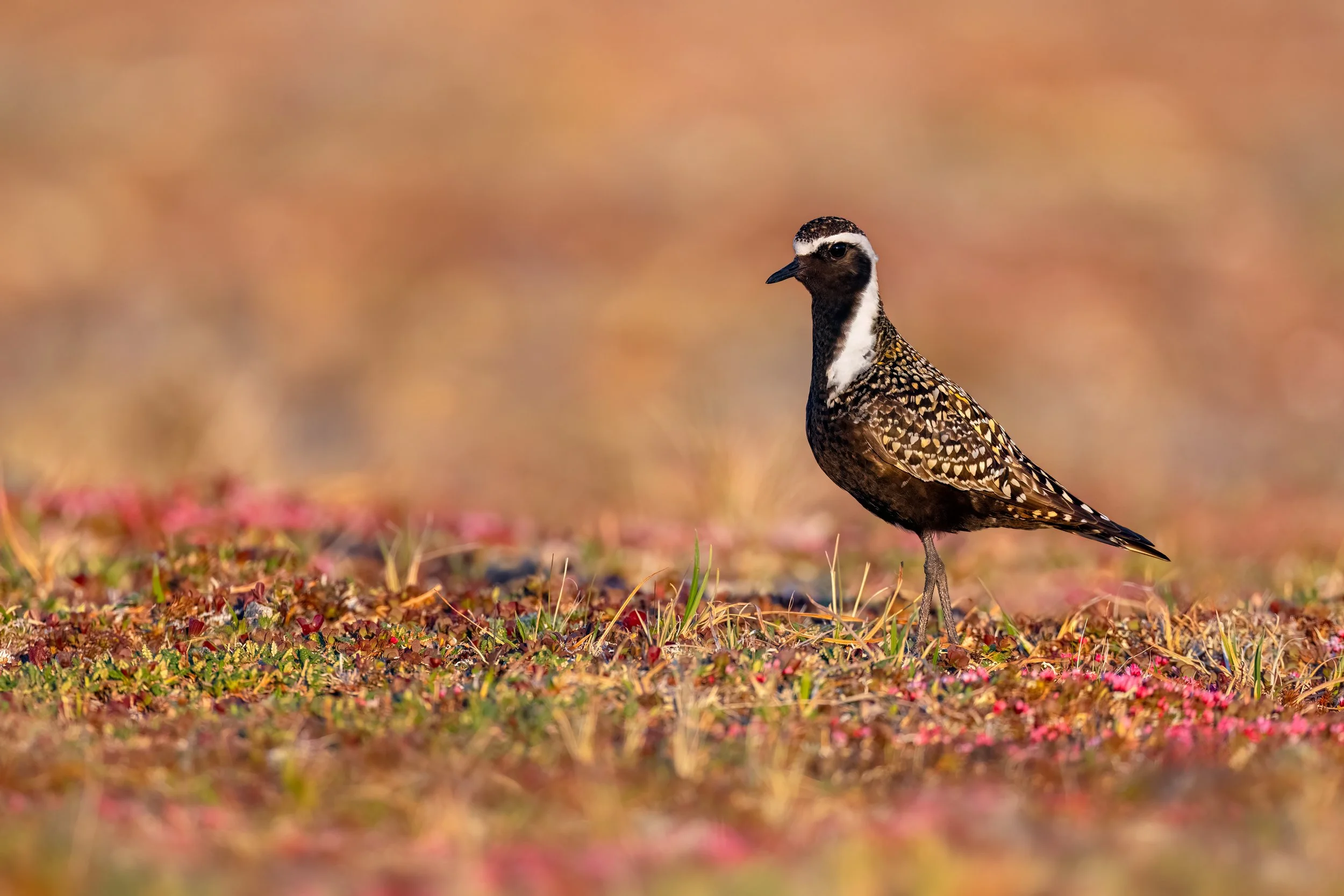 American Golden Plover