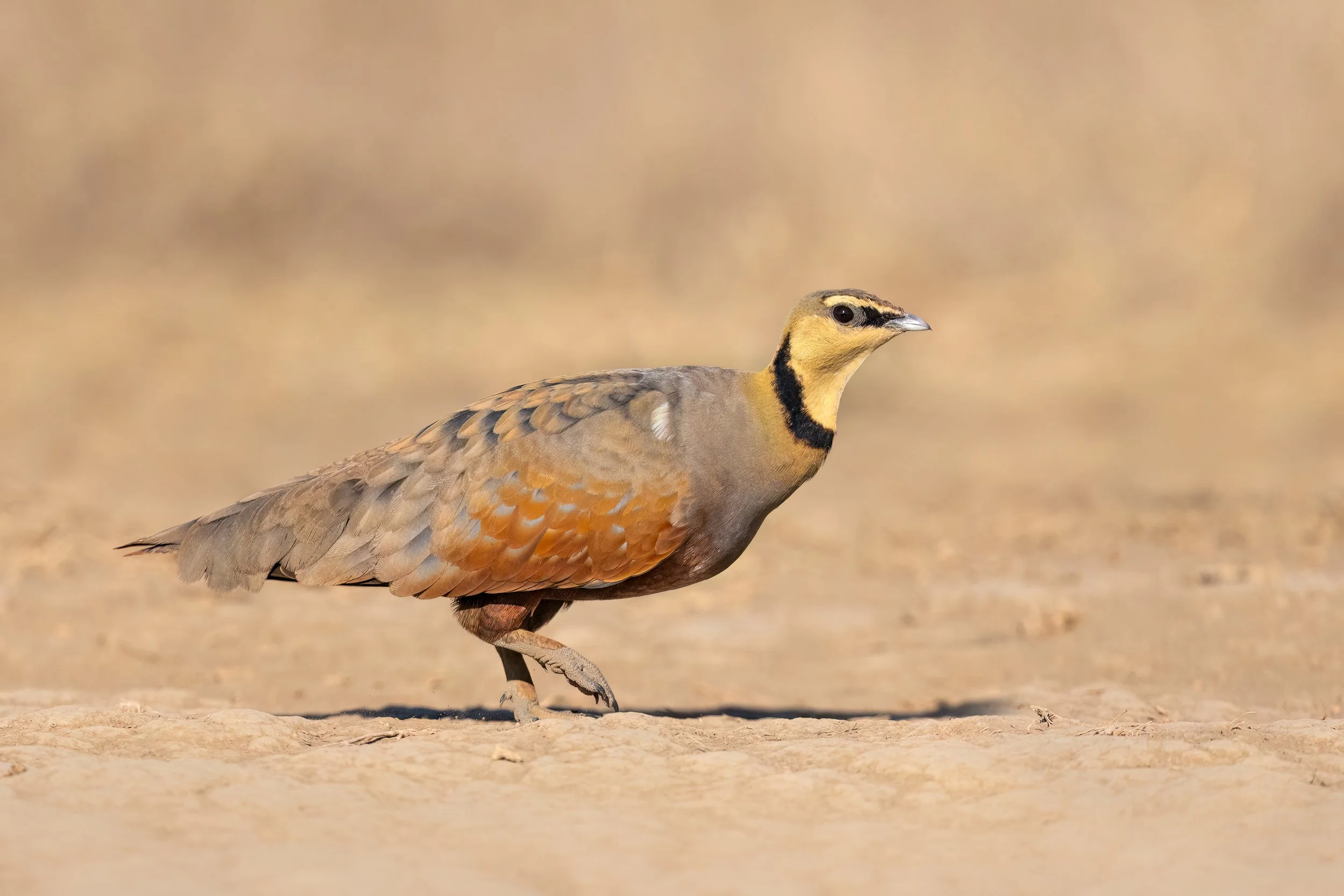 Yellow-throated Sandgrouse