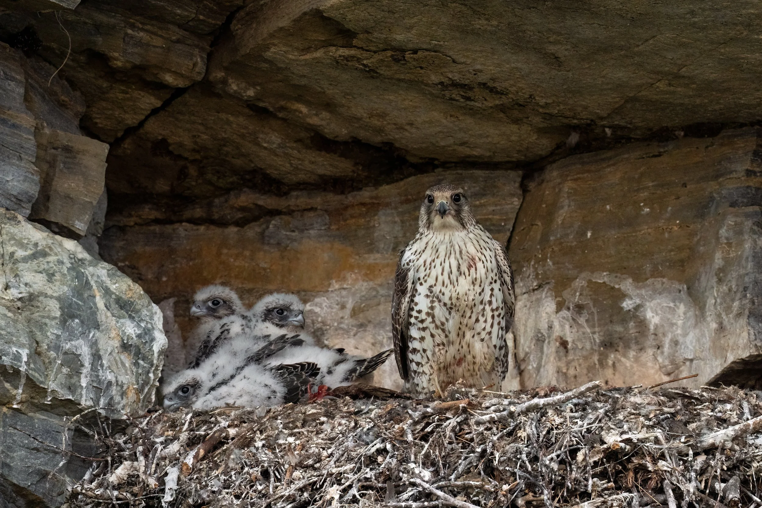 Gyrfalcon