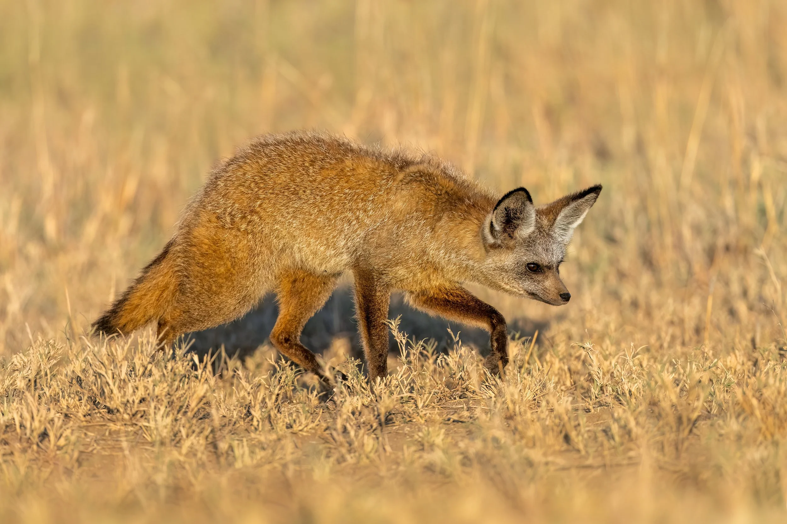 Bat-eared Fox