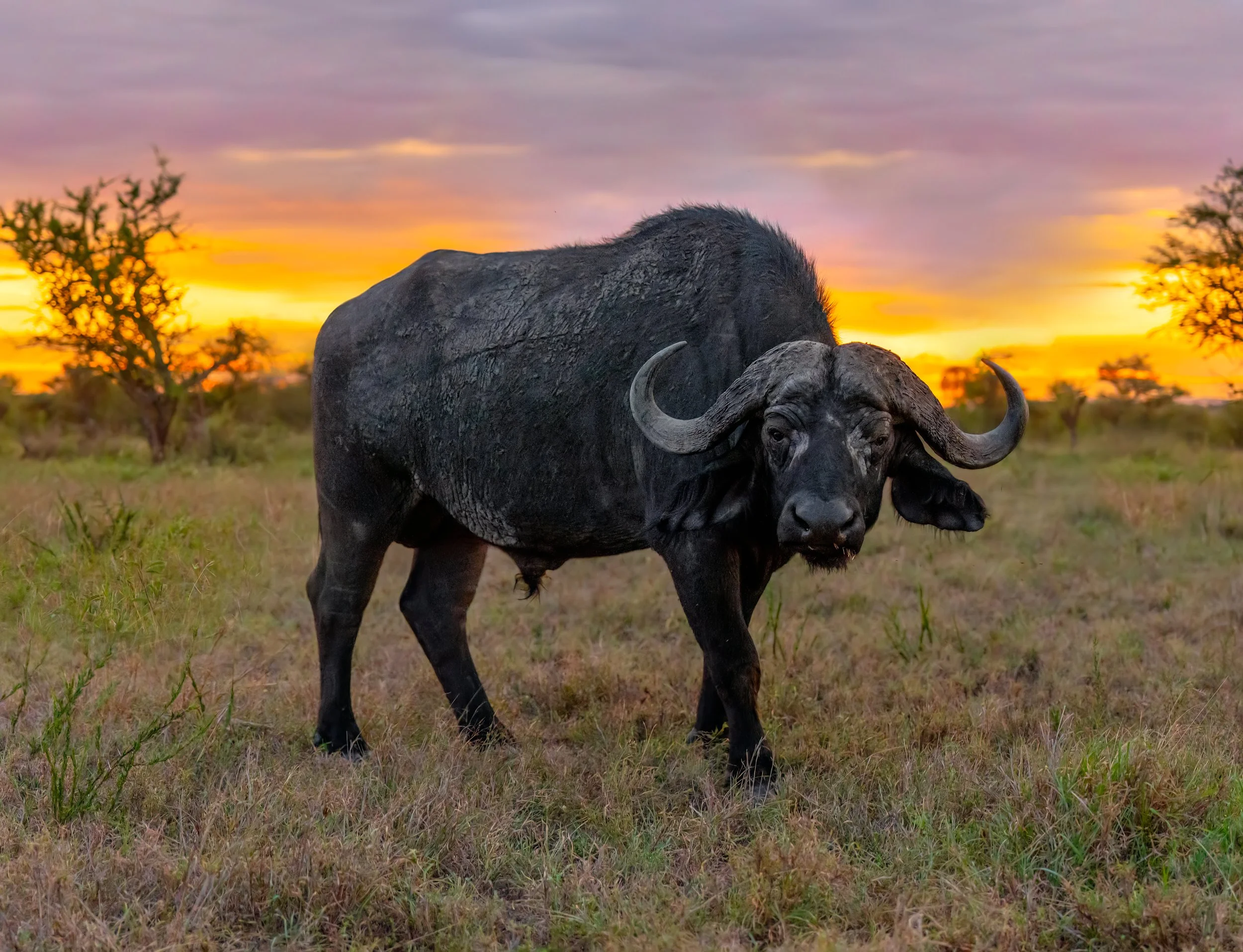 Cape Buffalo