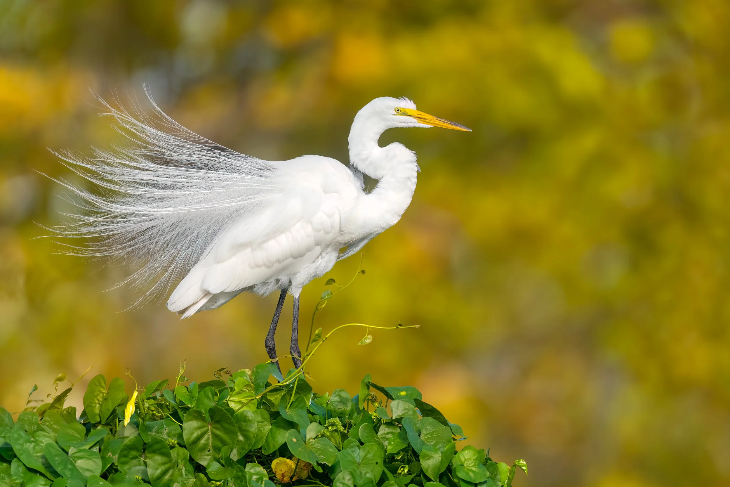 Great Egret