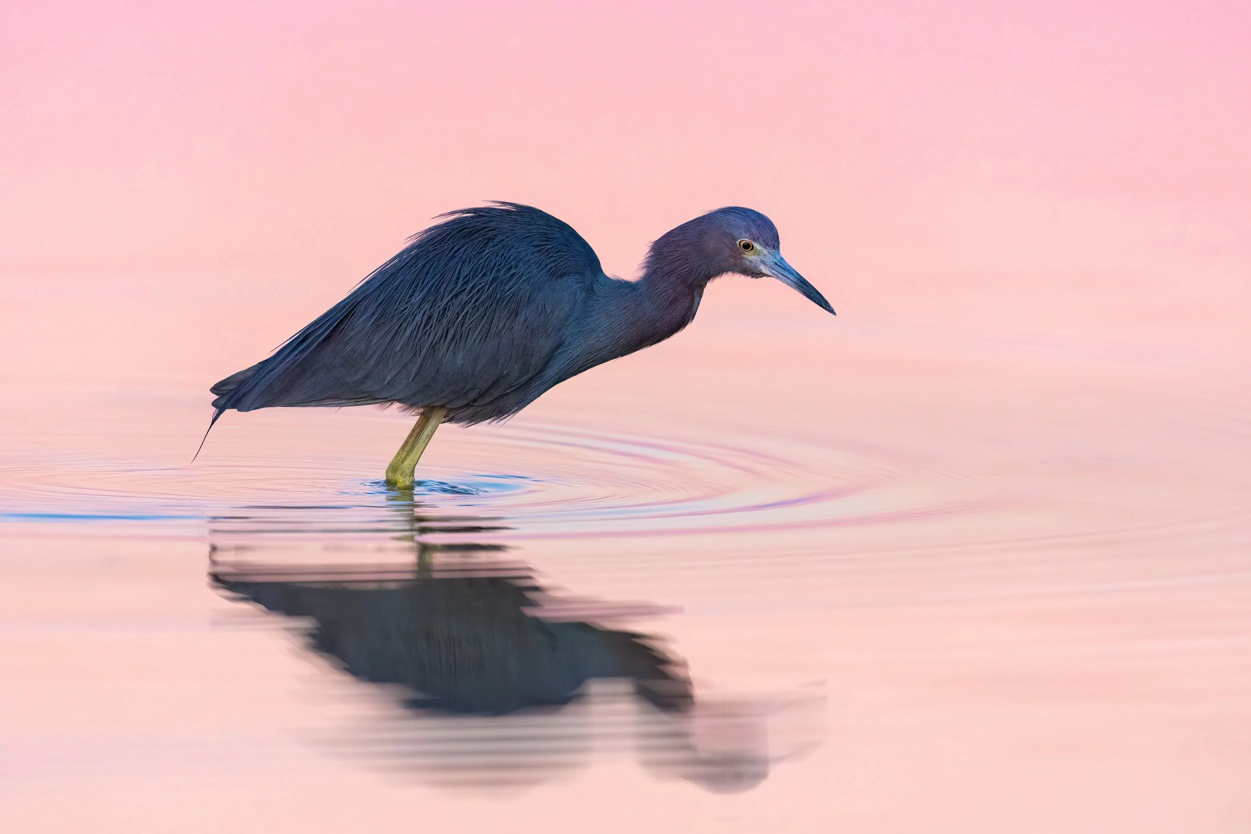 Little Blue Heron