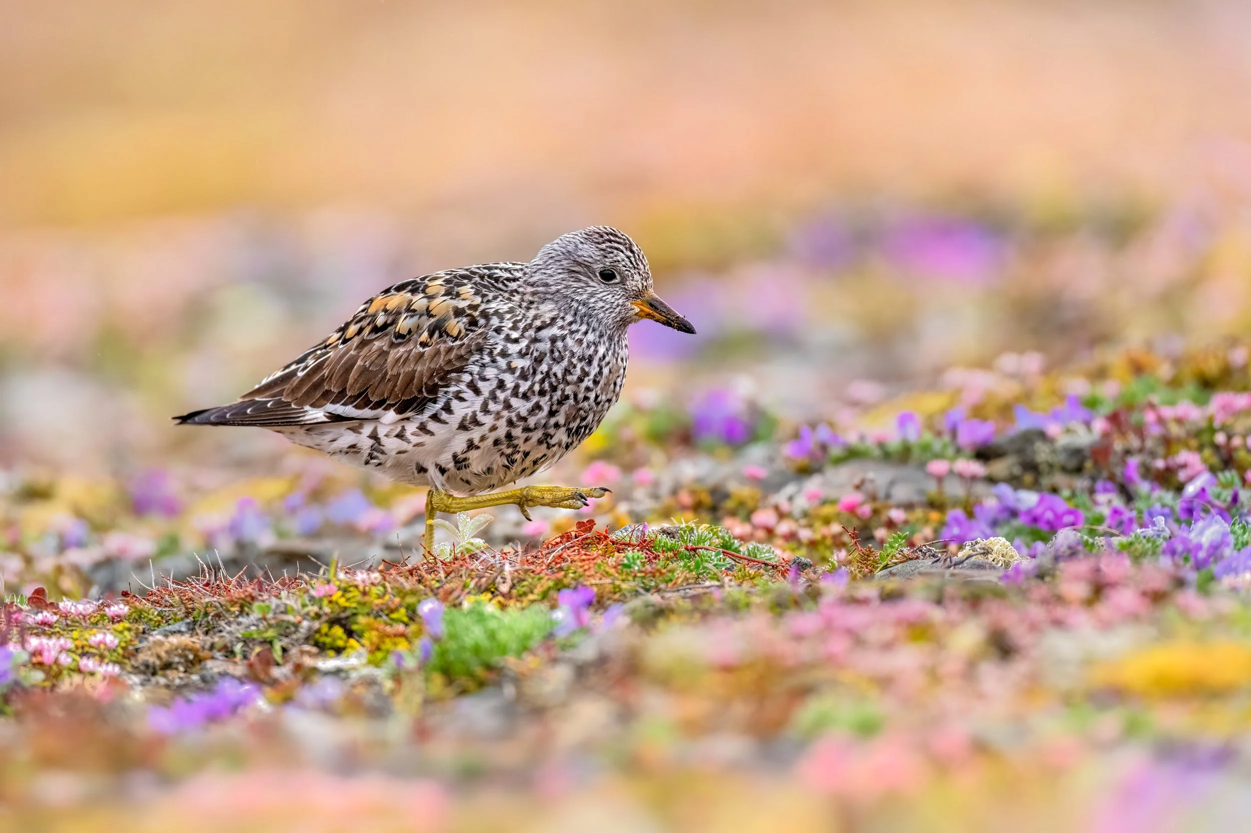 Surfbird
