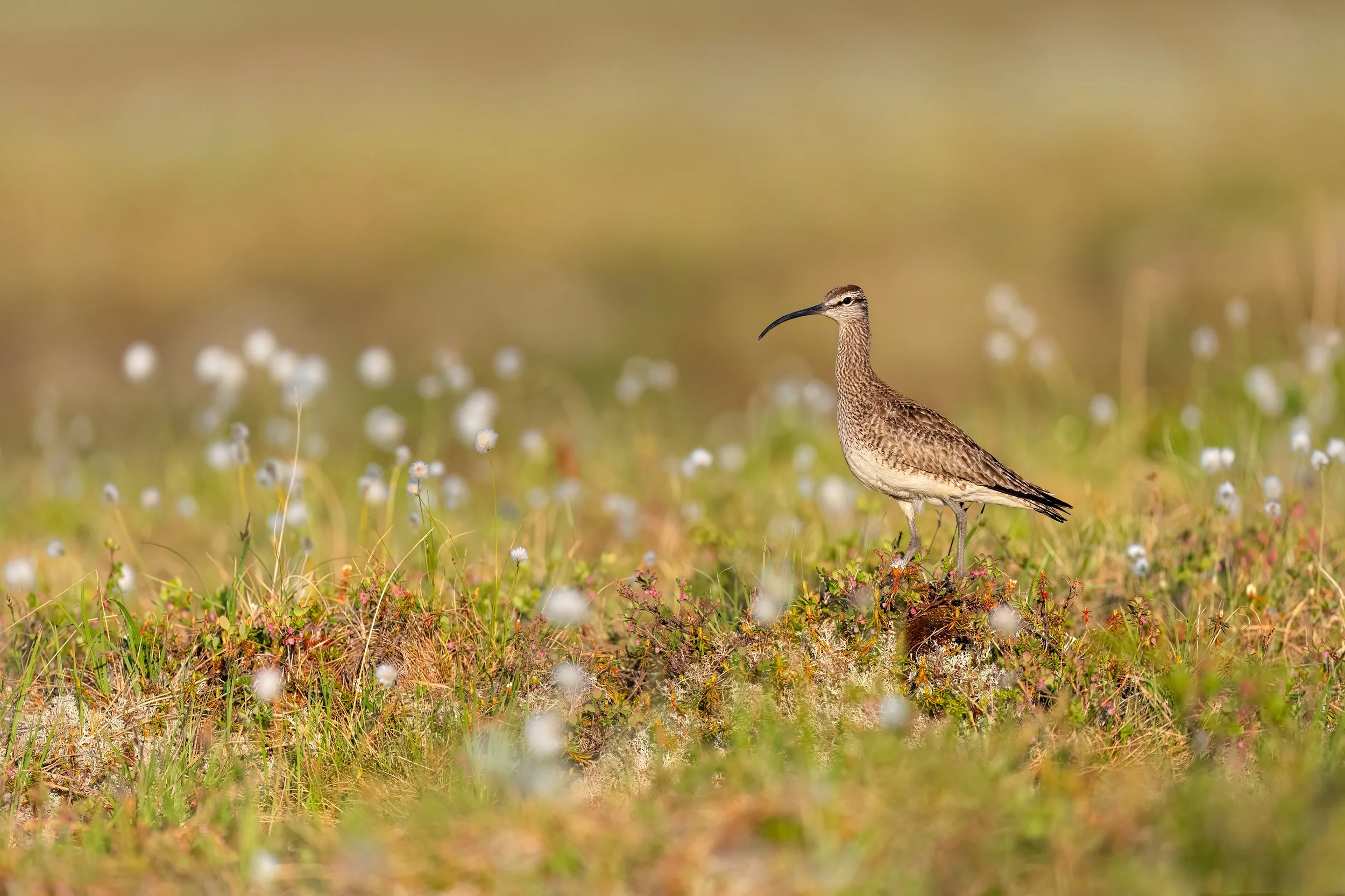 Whimbrel