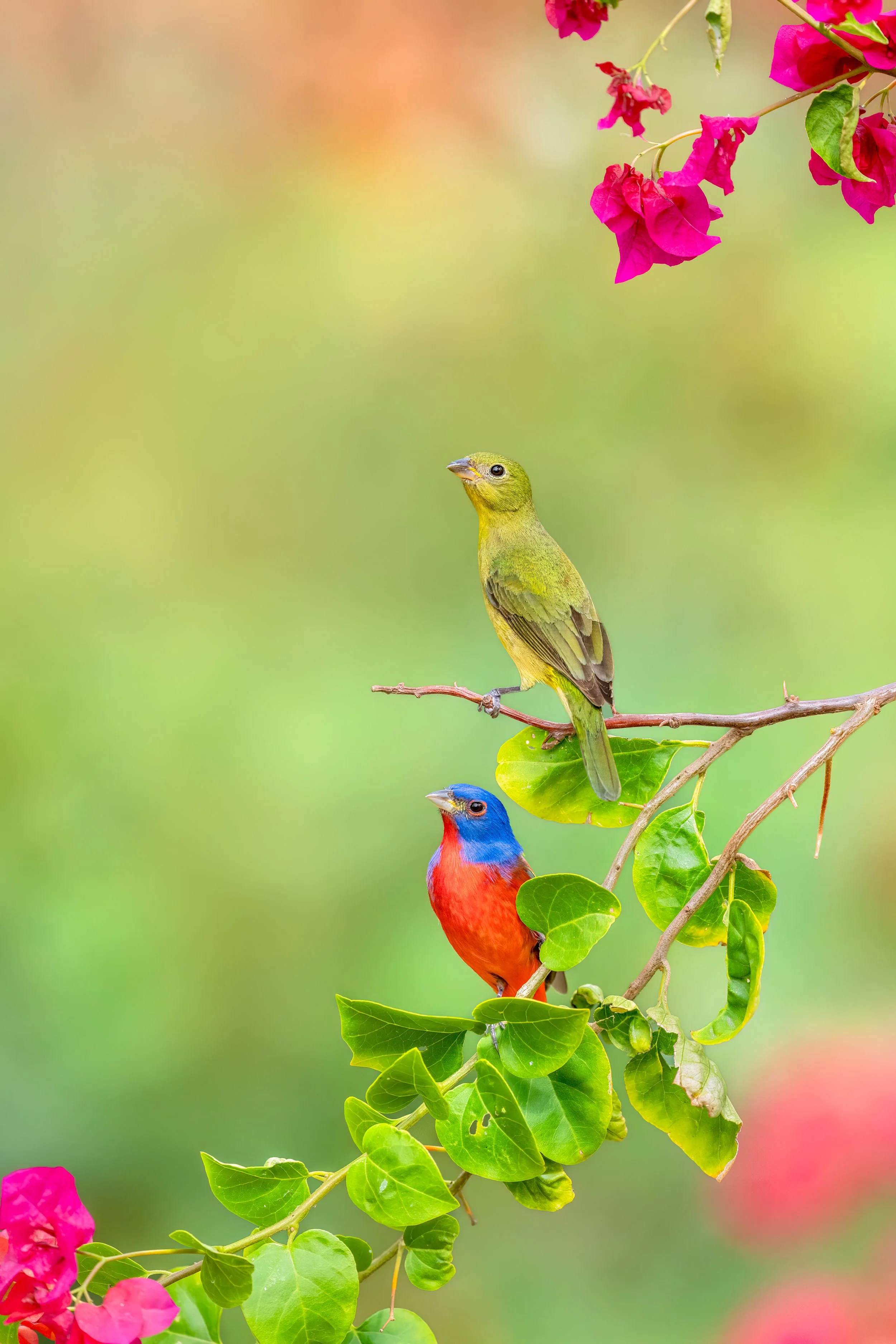 Painted Bunting