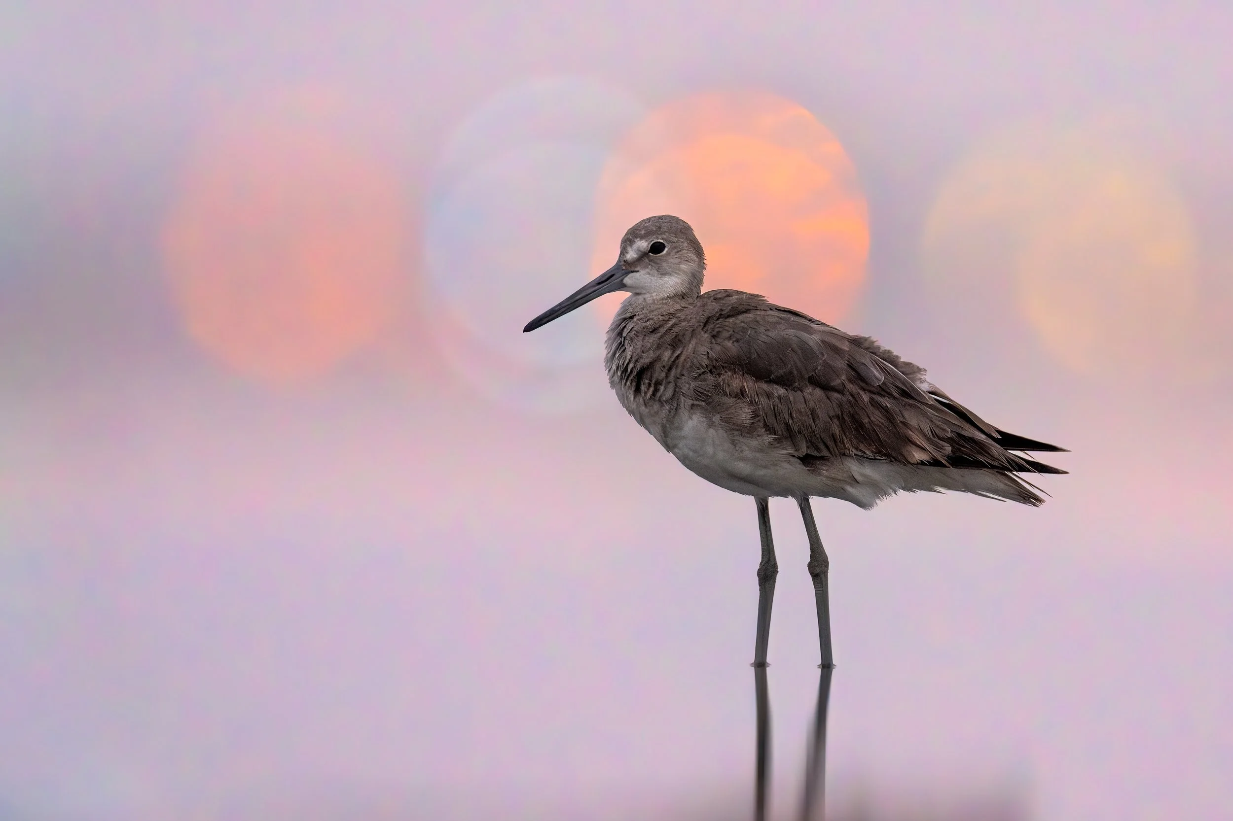 Willet