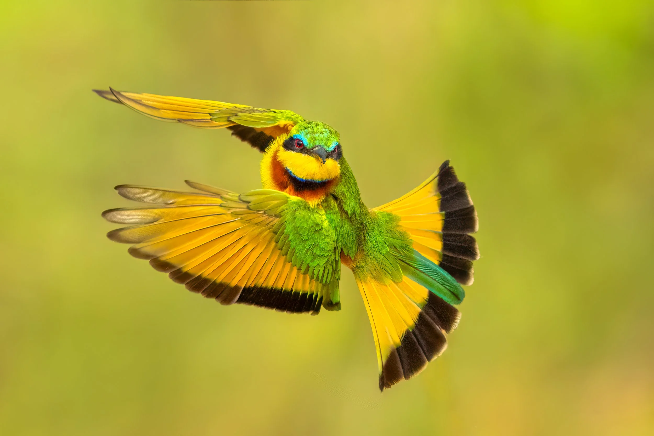 Little Bee-eater