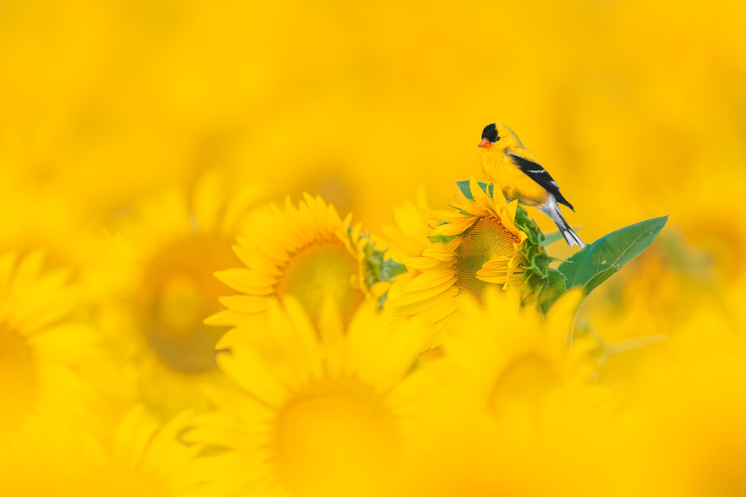 American Goldfinch