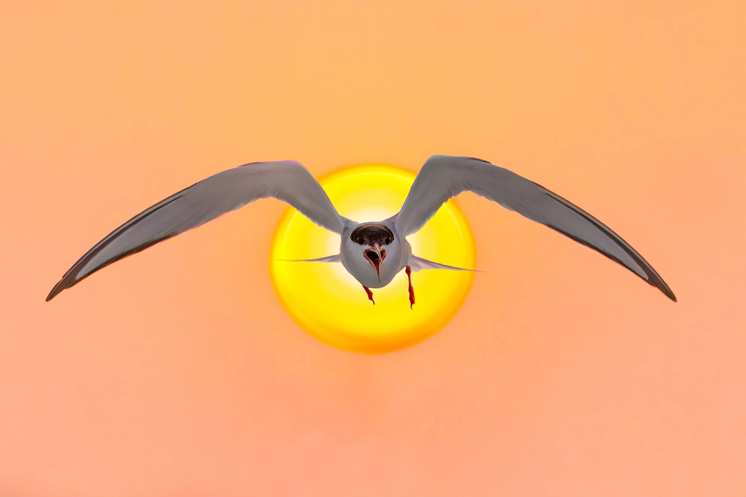Common Tern