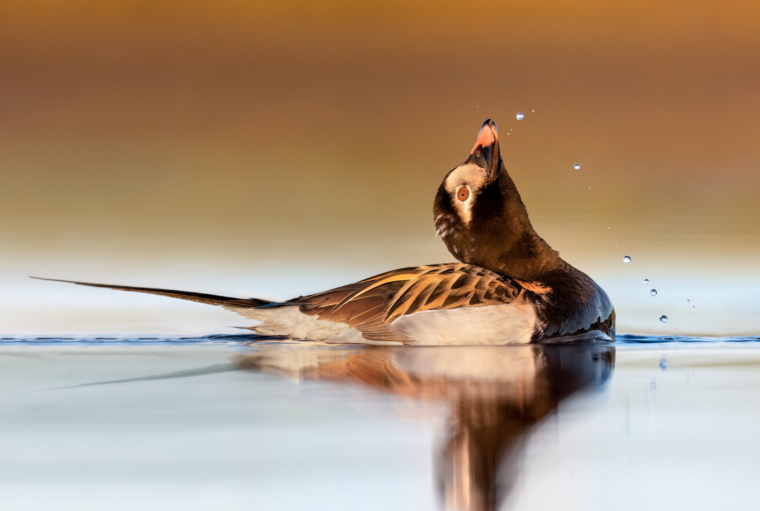 Long-tailed Duck