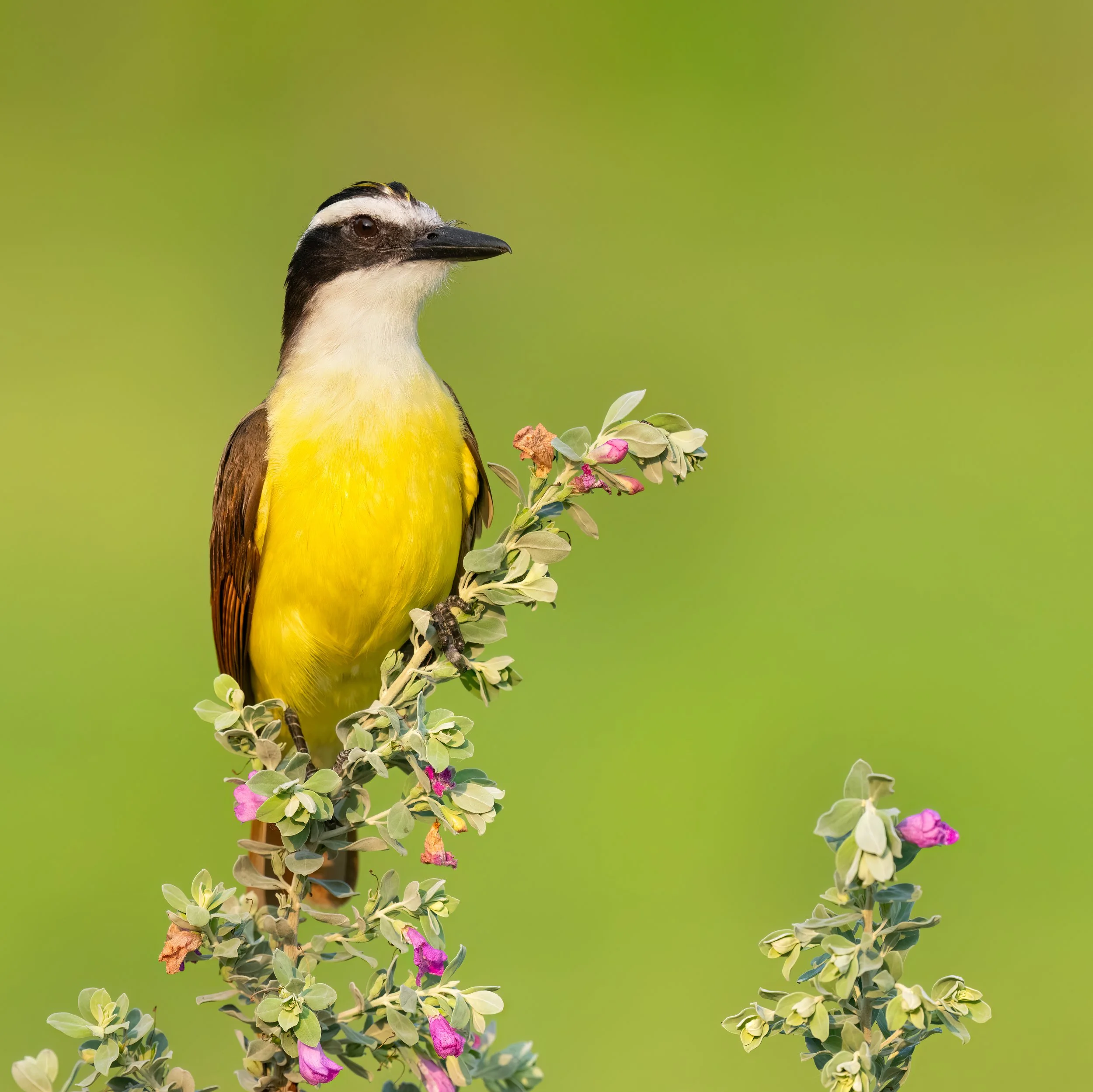 Great Kiskadee