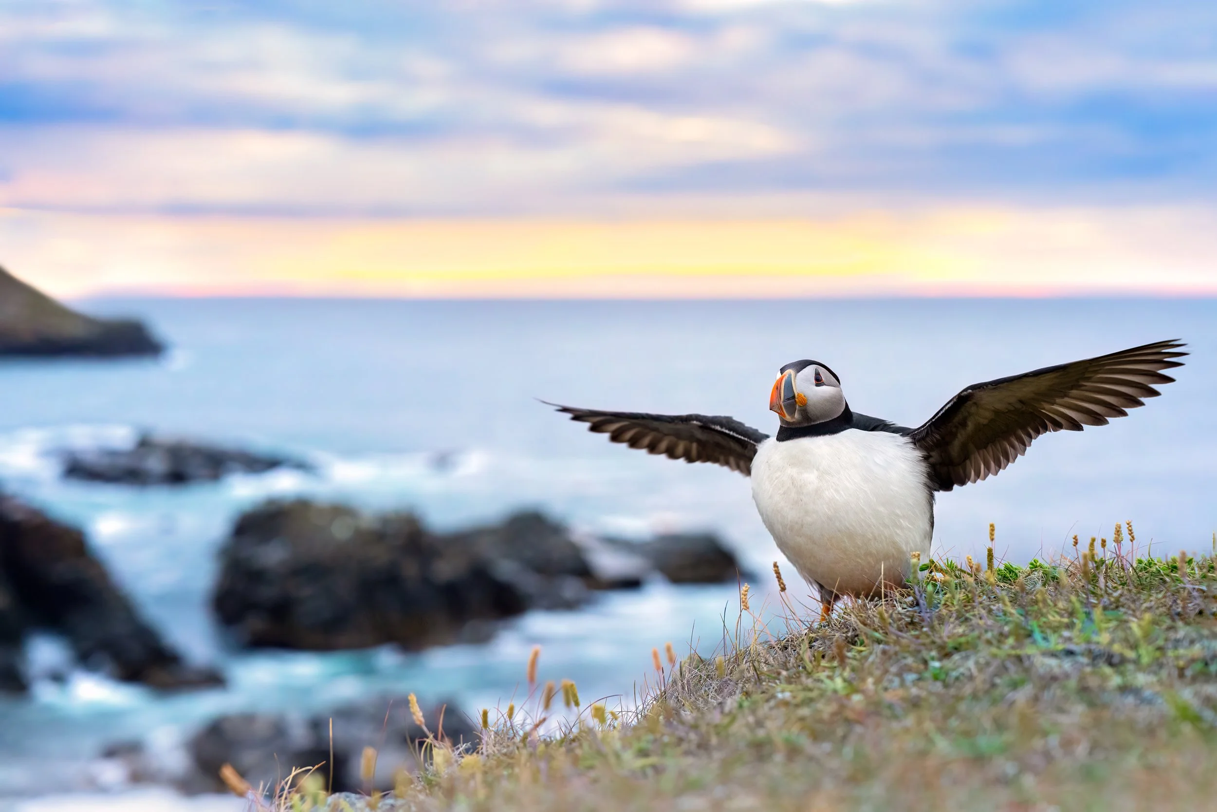 Atlantic Puffin
