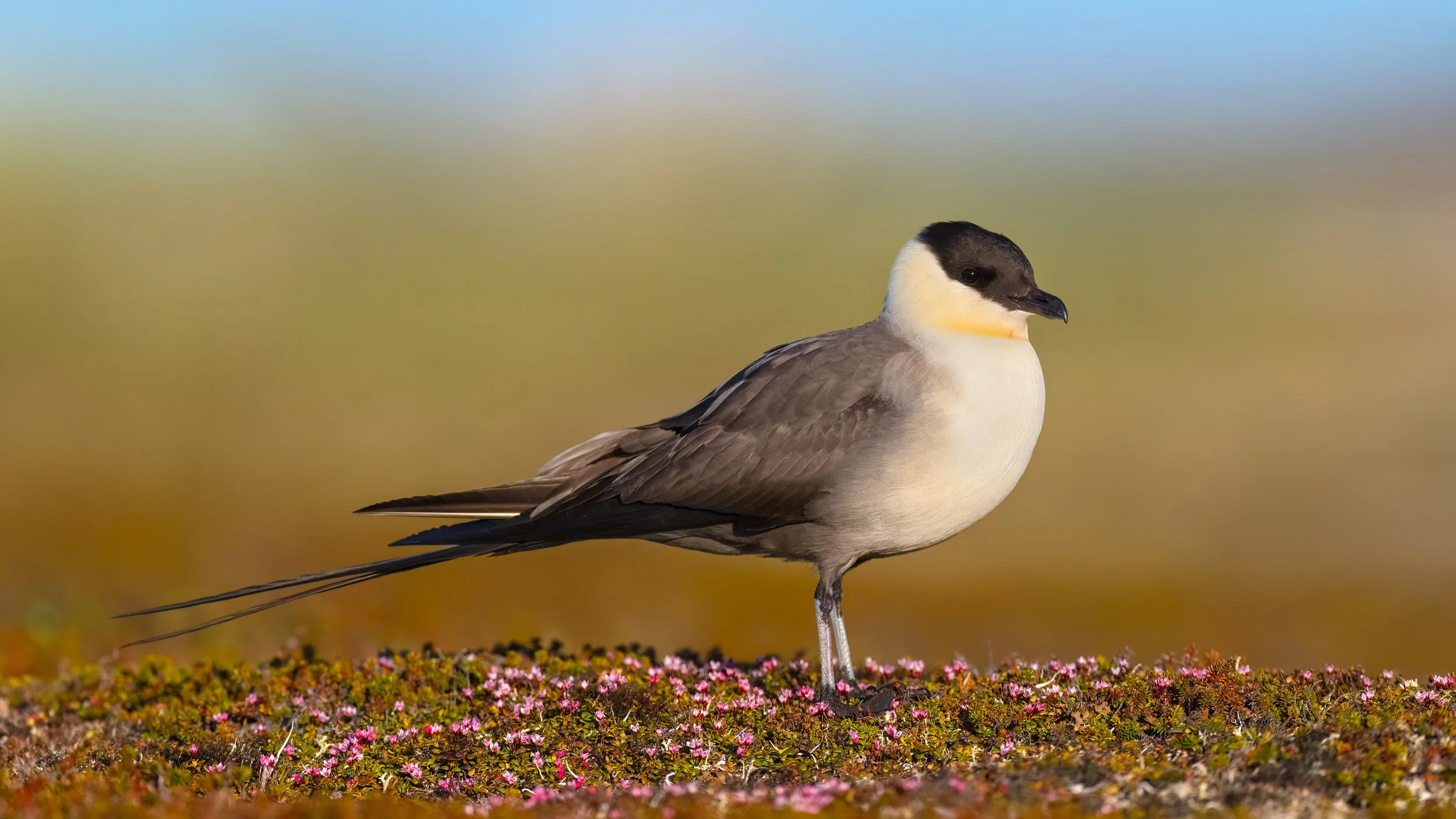 Long-tailed Jaeger