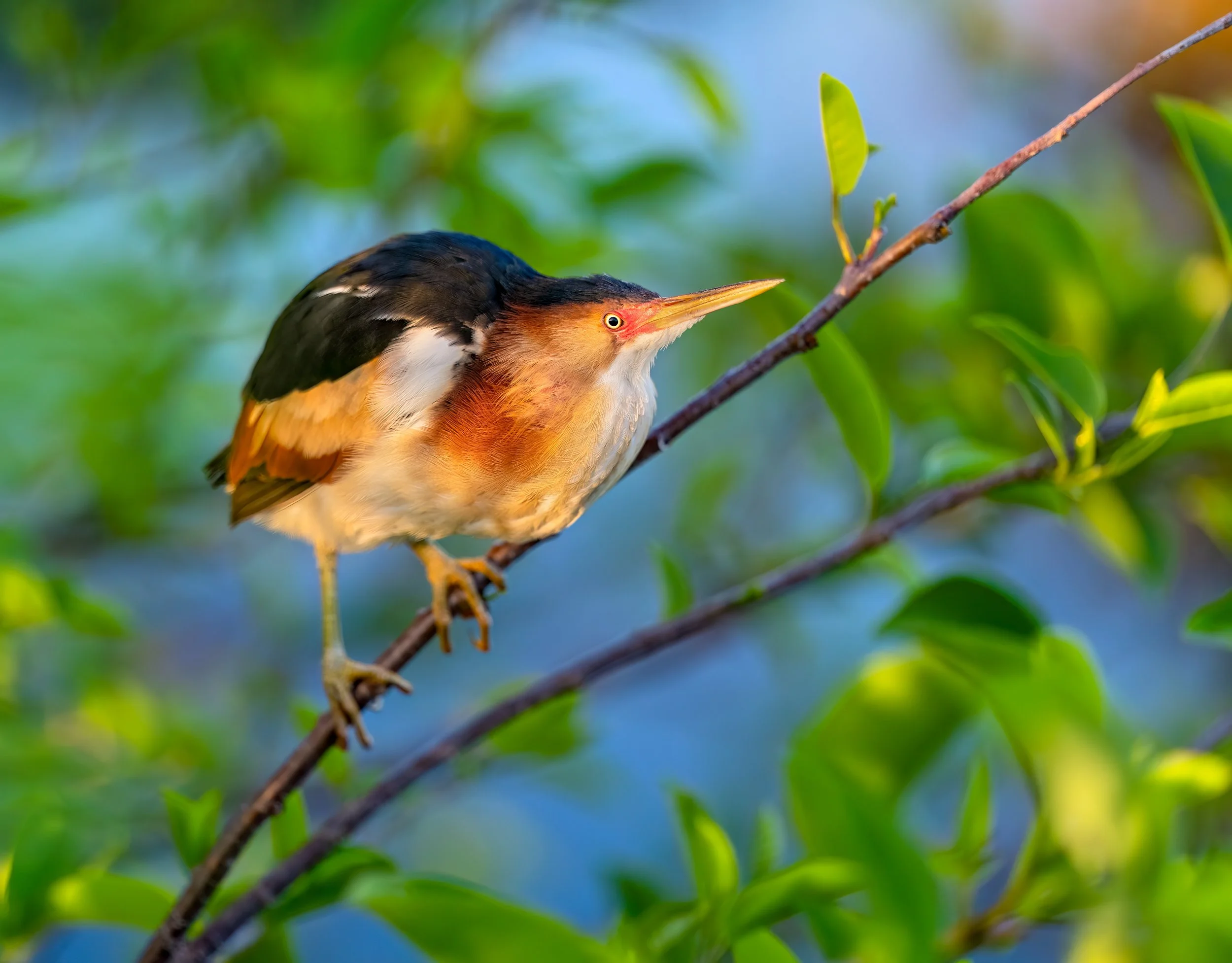Least Bittern