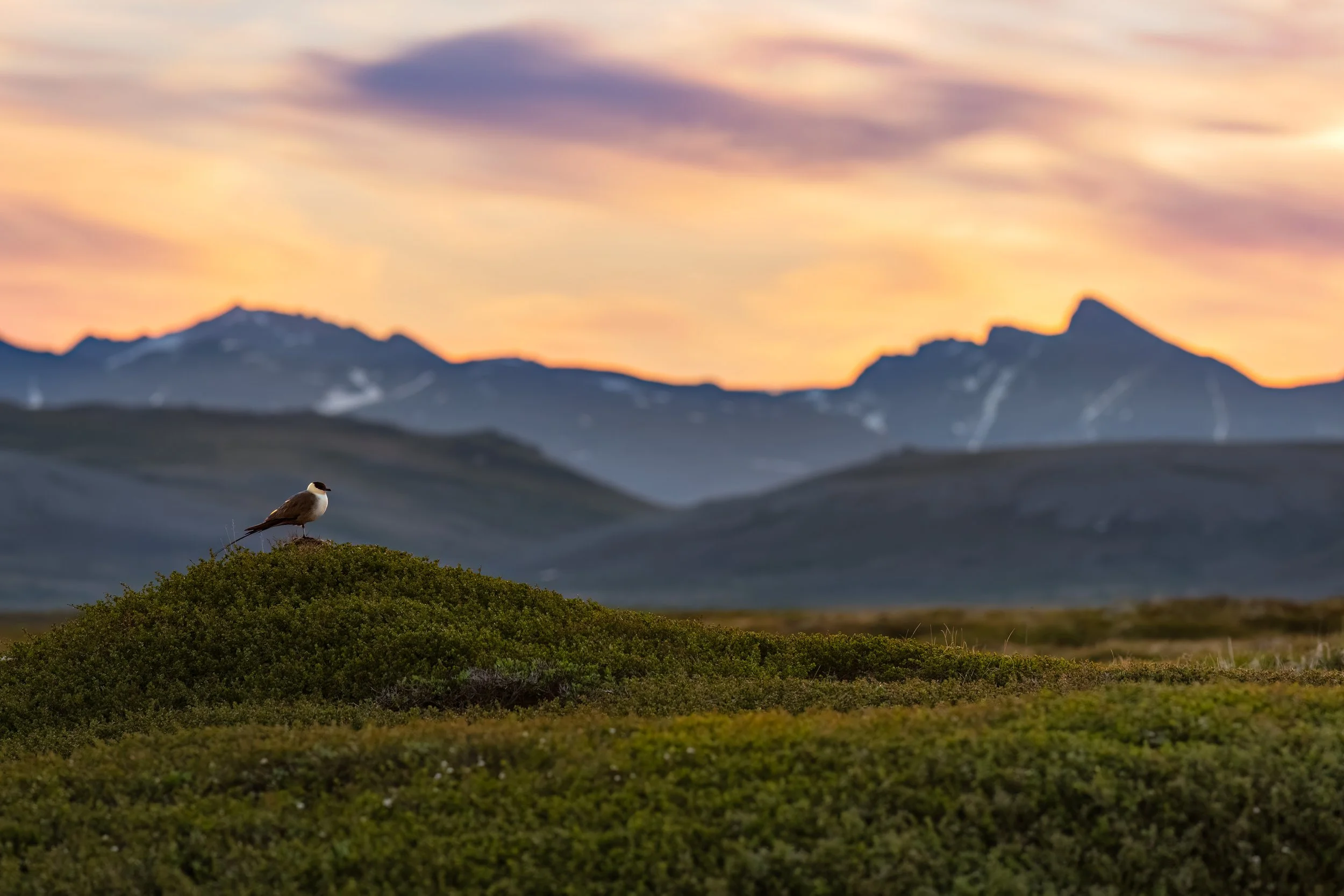 Long-tailed Jaeger
