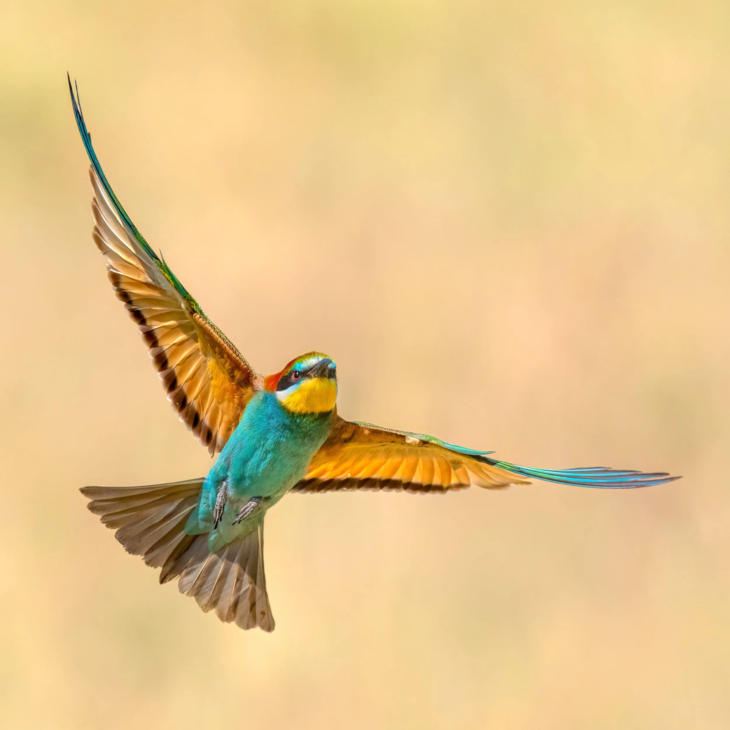 European Bee-eater