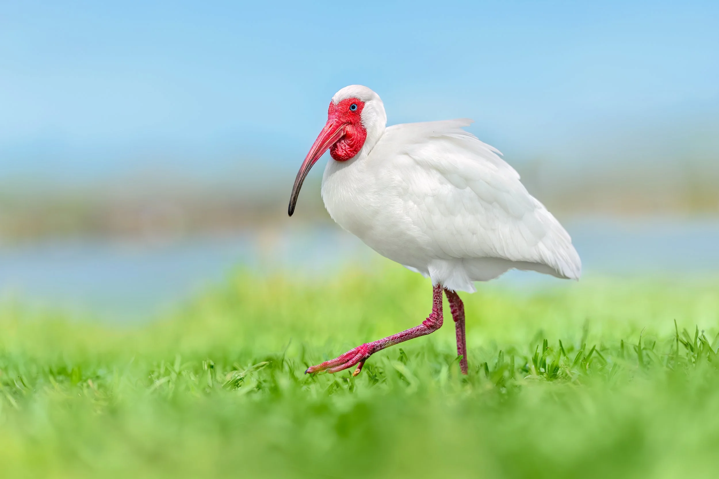 White Ibis