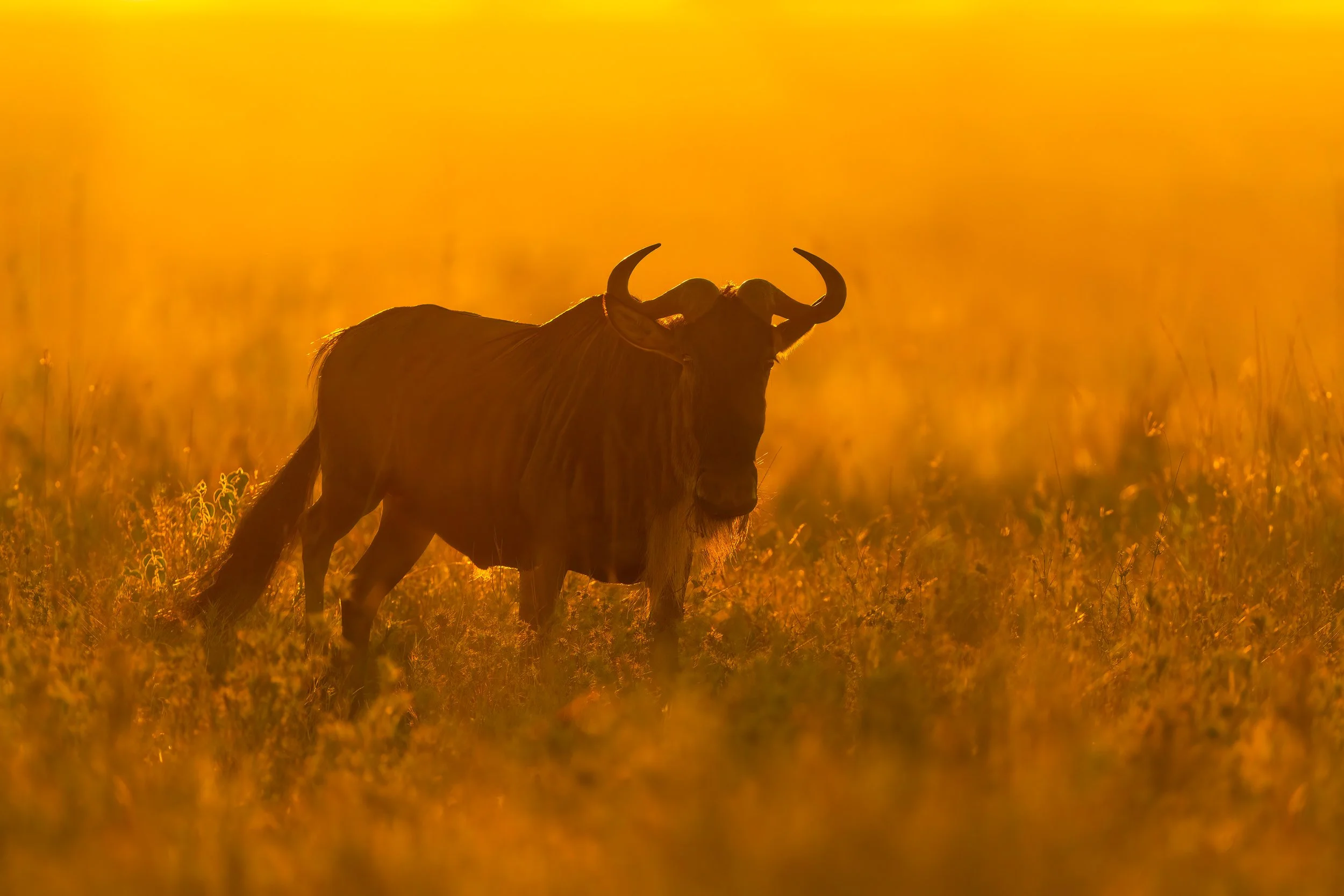 Wildebeest