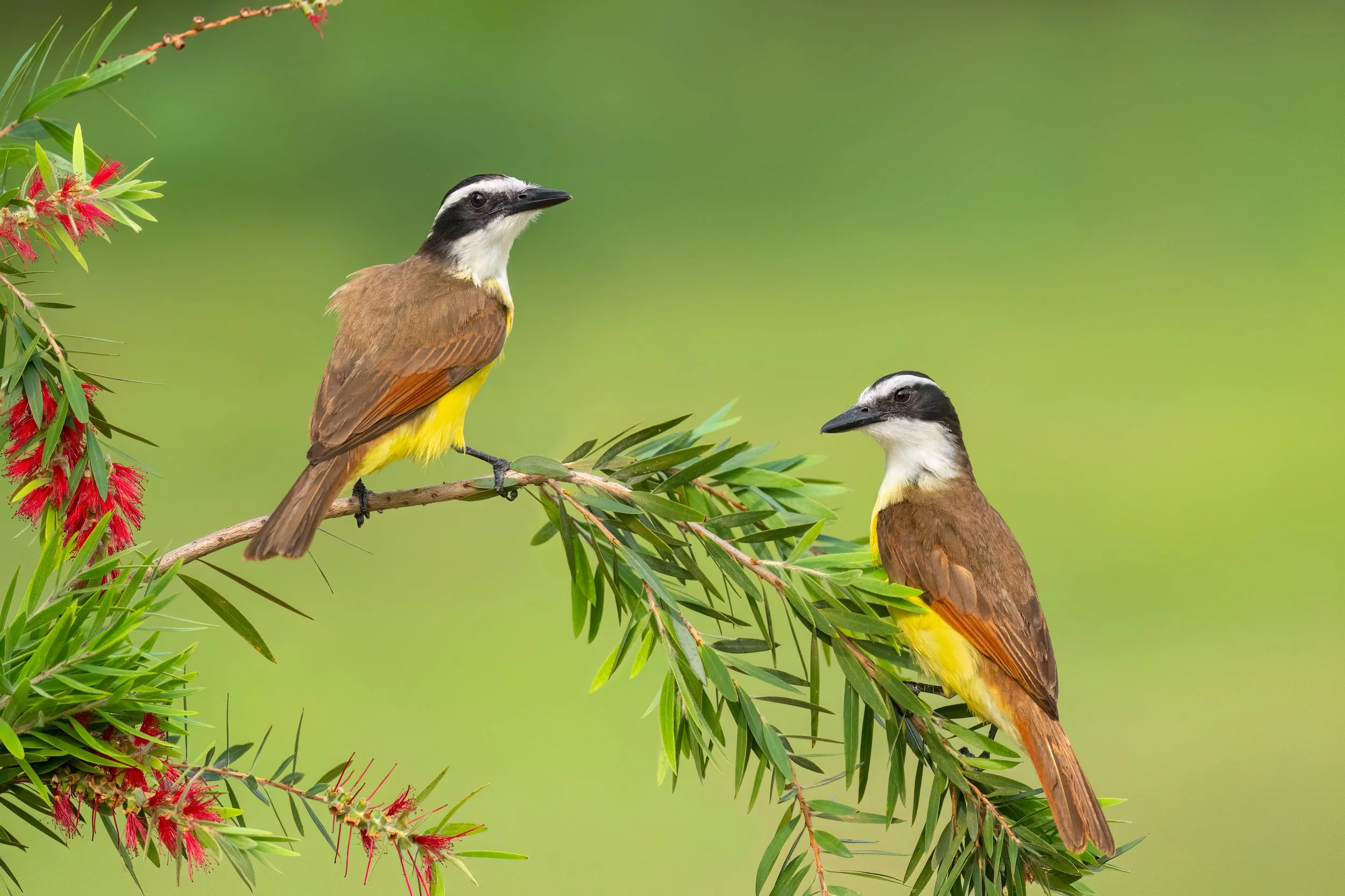 Great Kiskadee