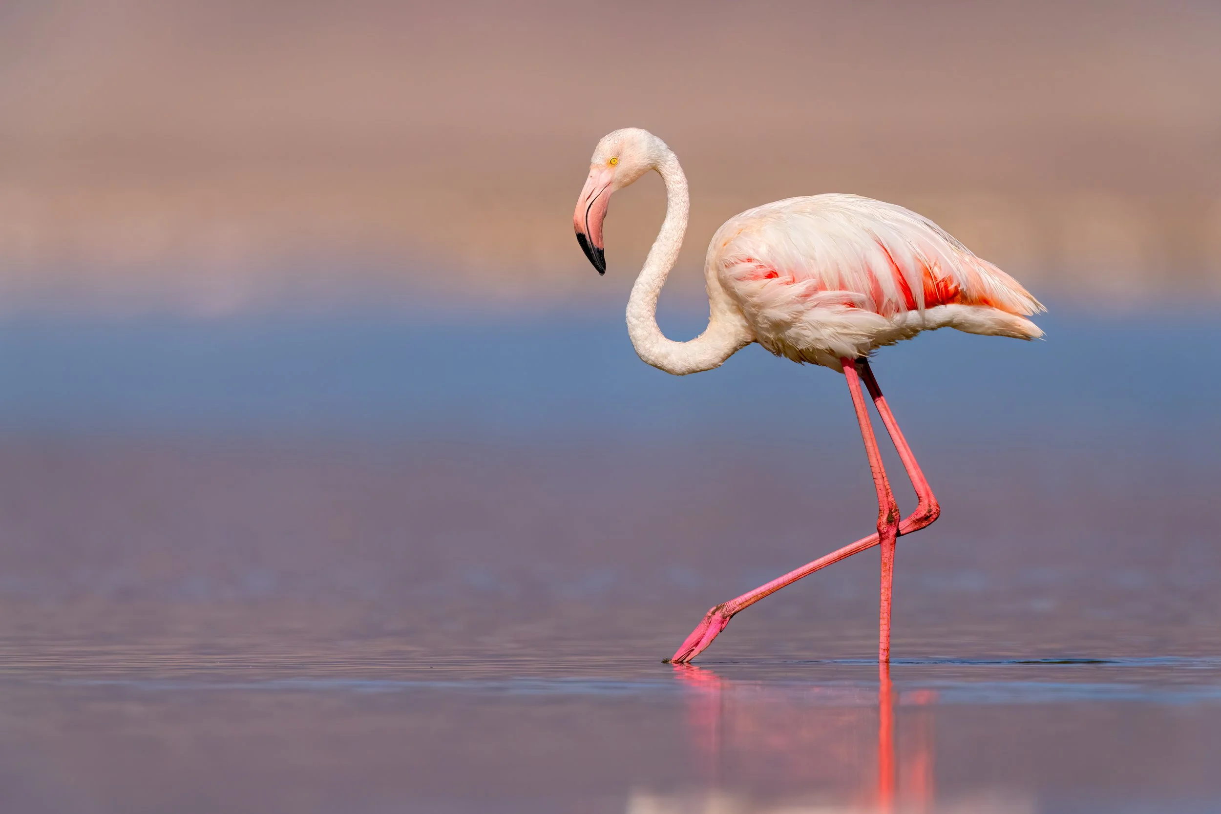 Greater Flamingo