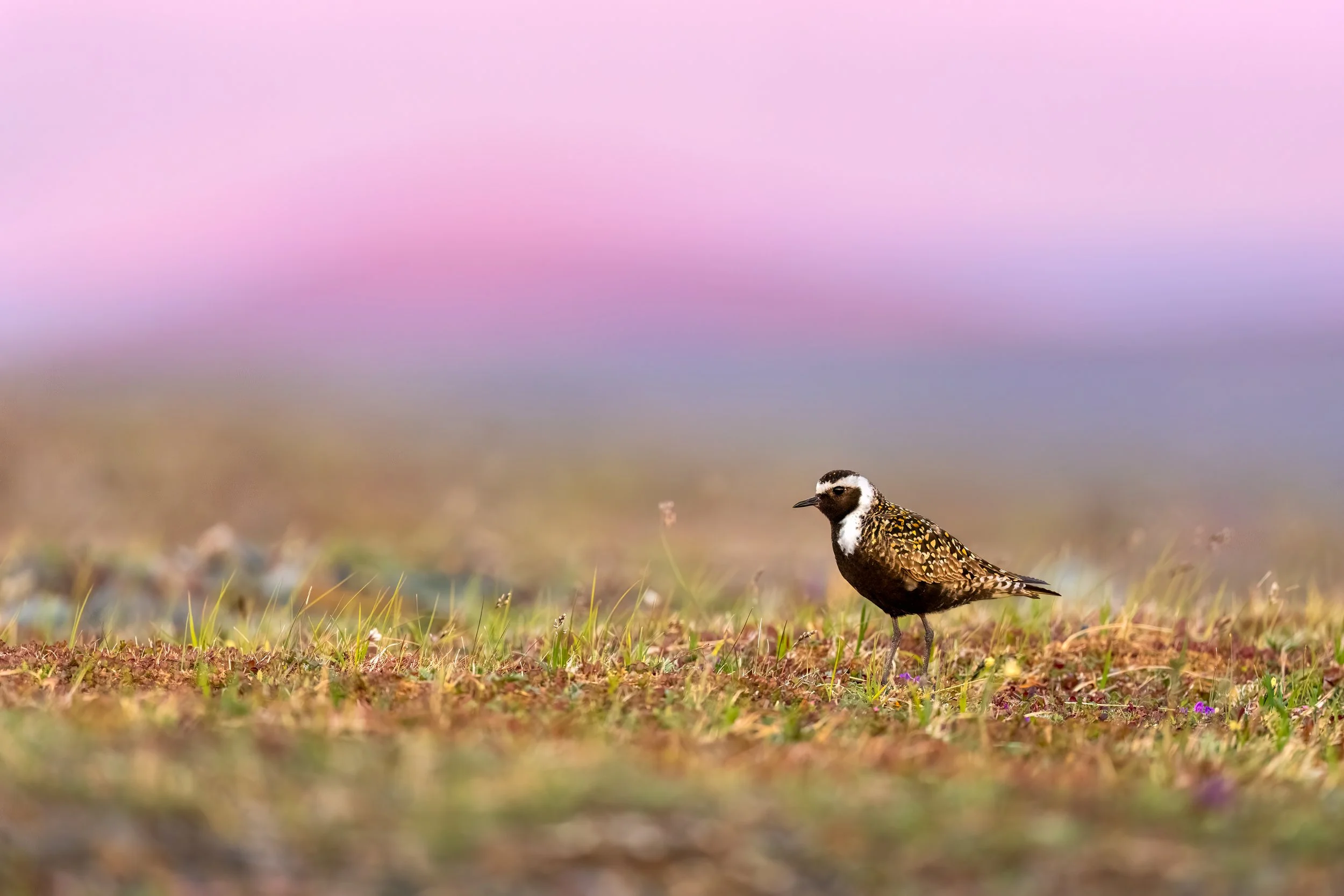 American Golden Plover