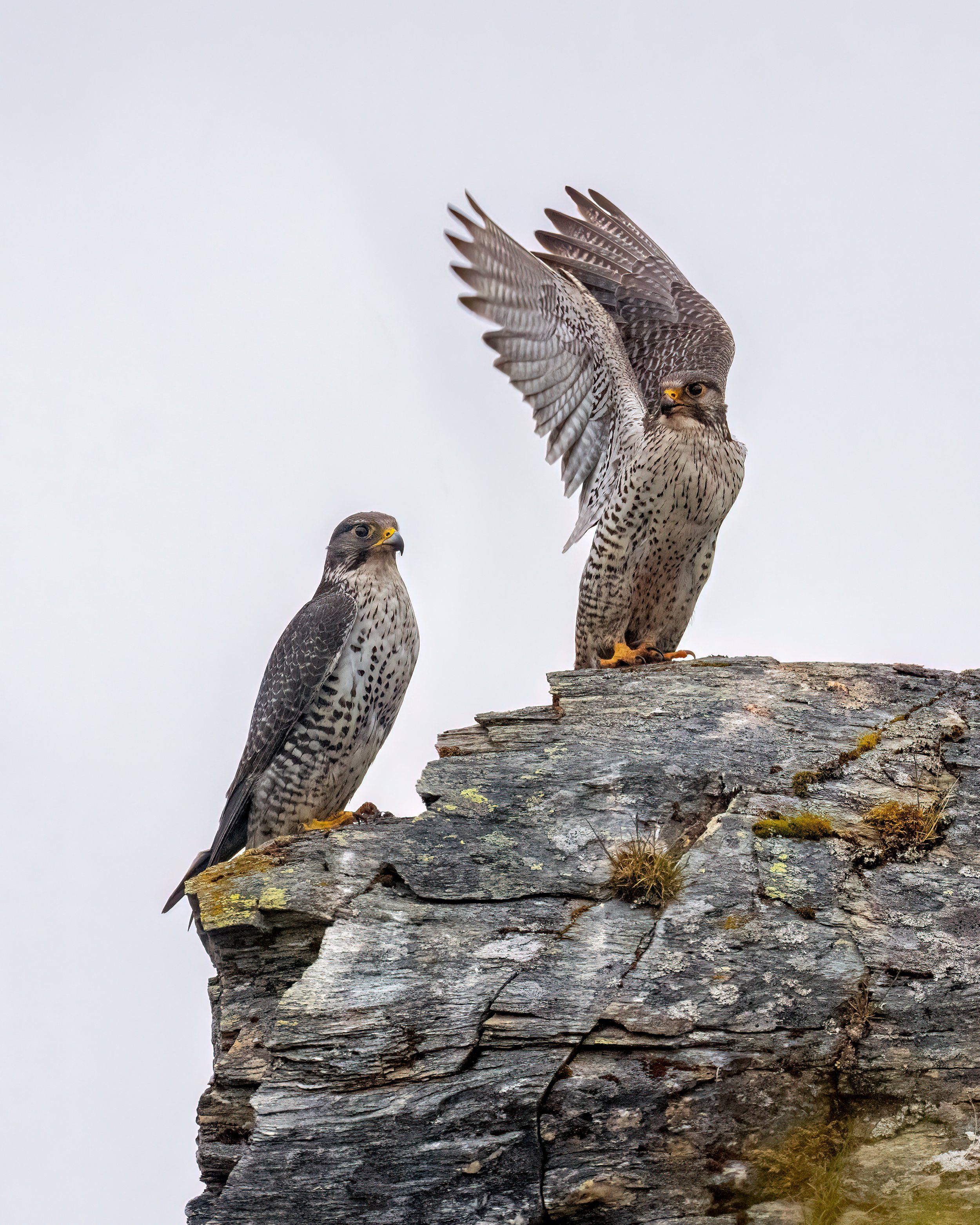 Gyrfalcon