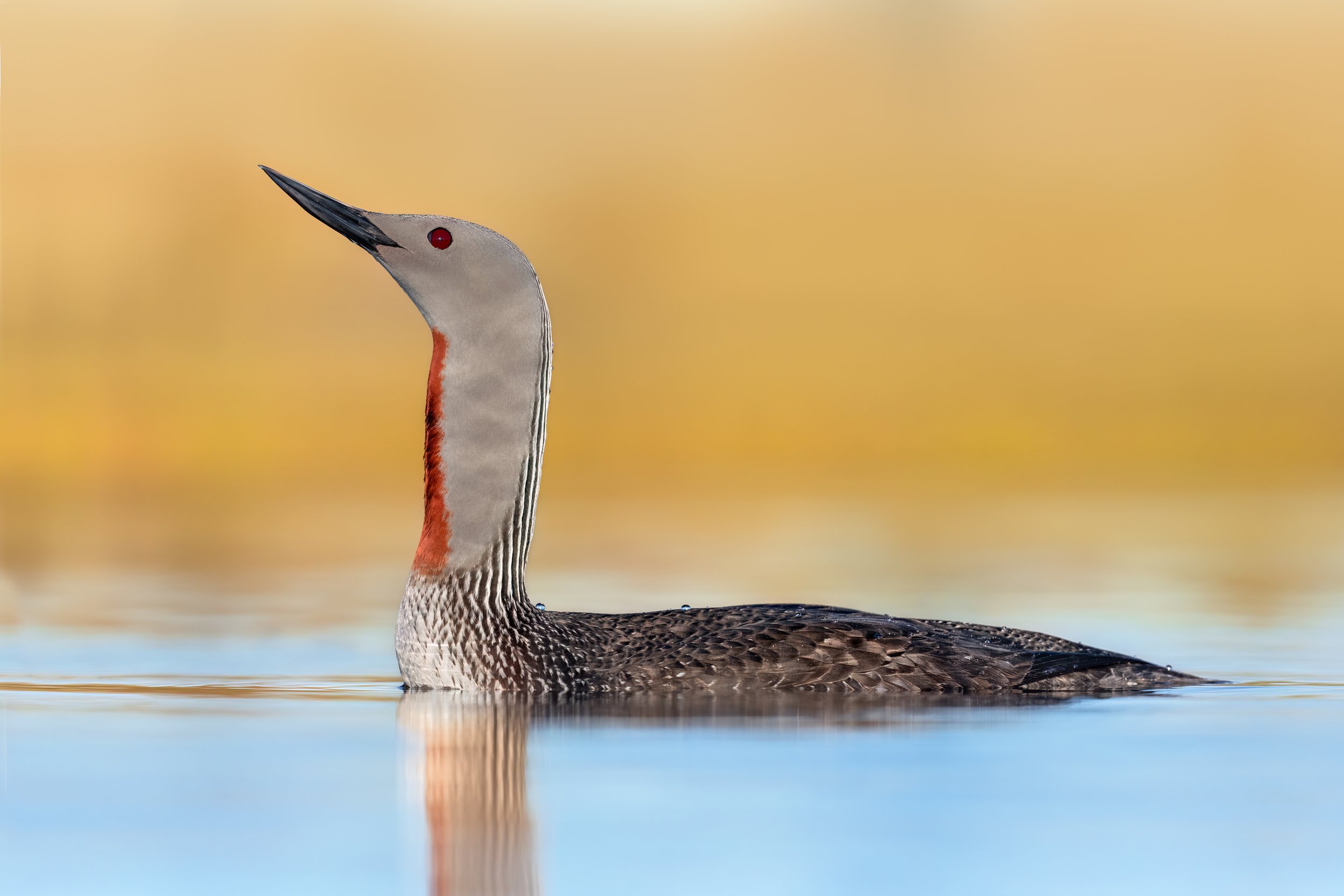 Red-throated Loon