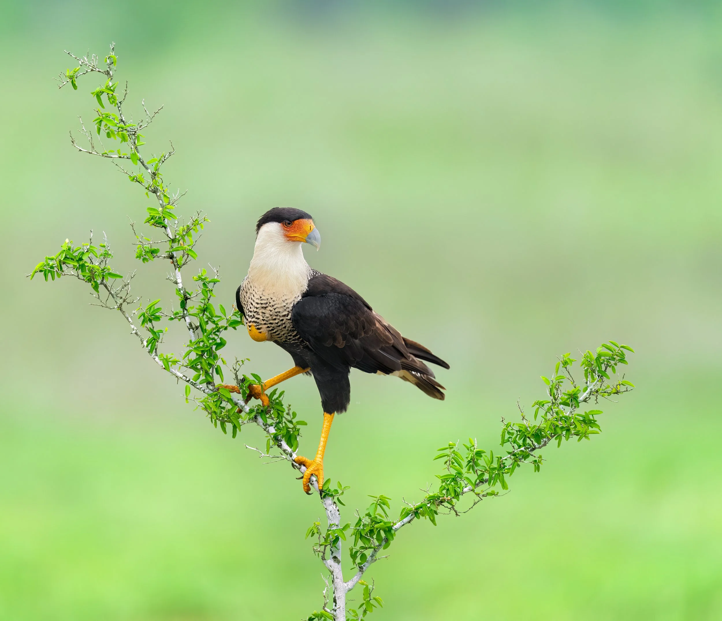 Crested Caracara