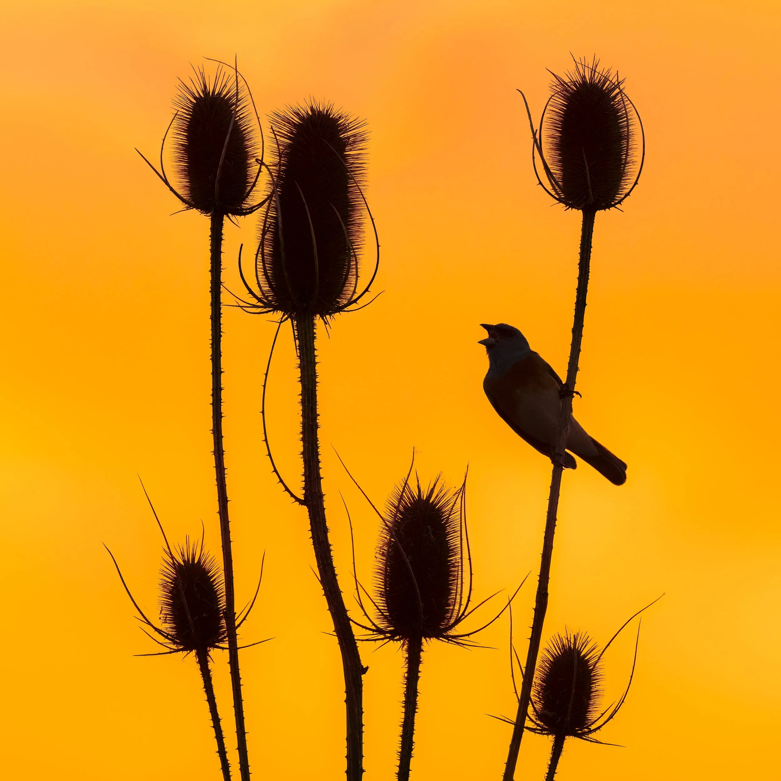Lazuli Bunting