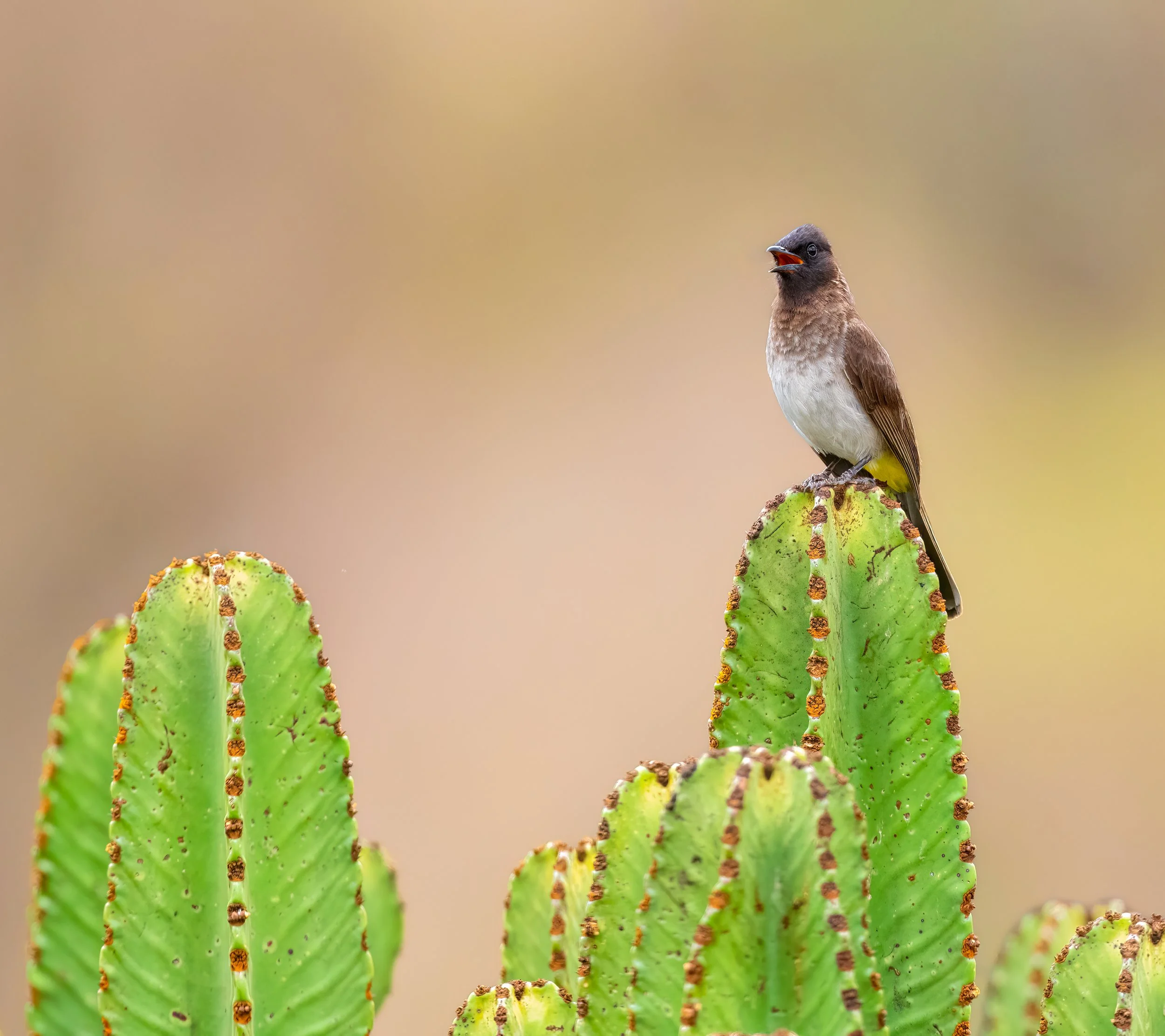 Common Bulbul
