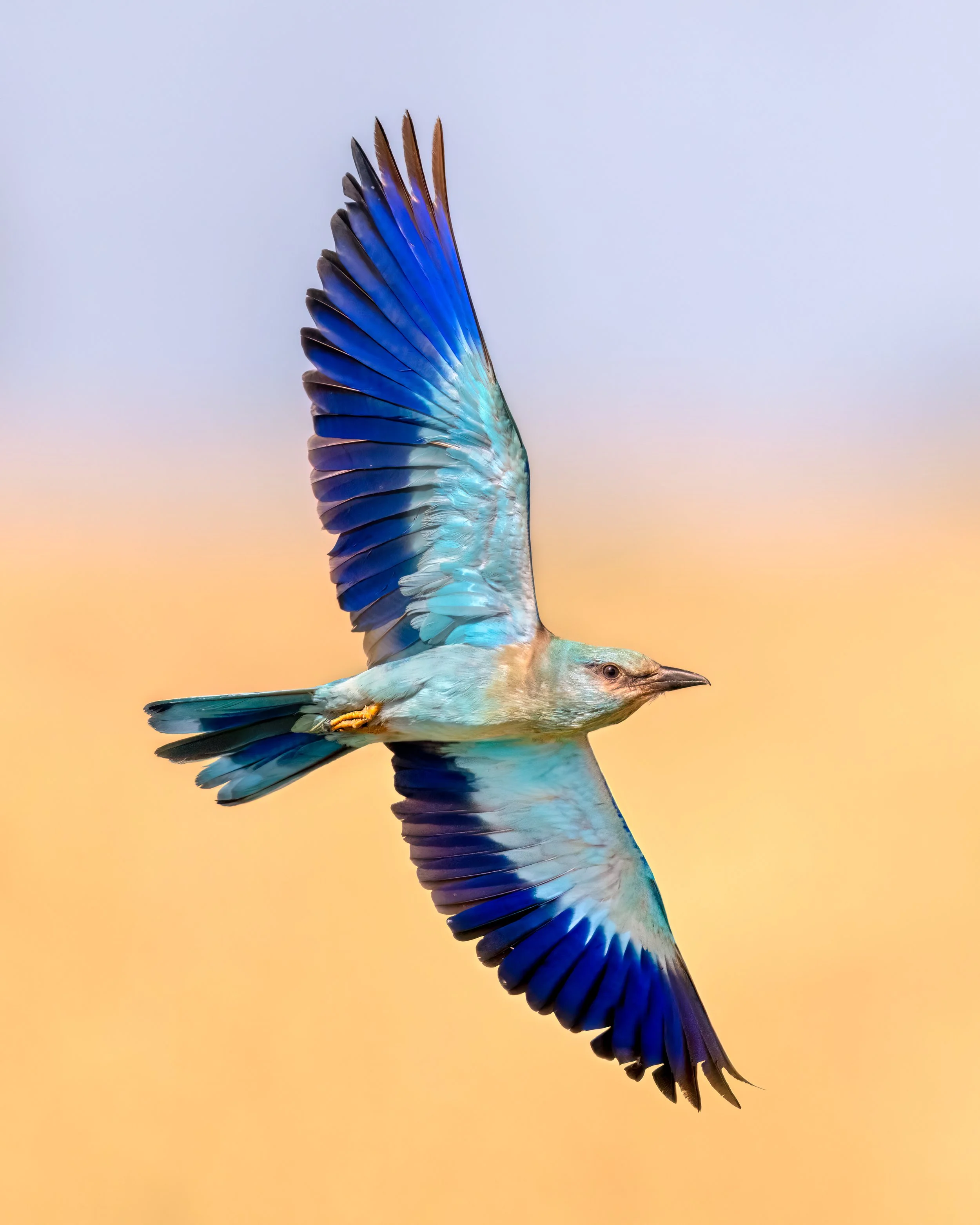 European Roller