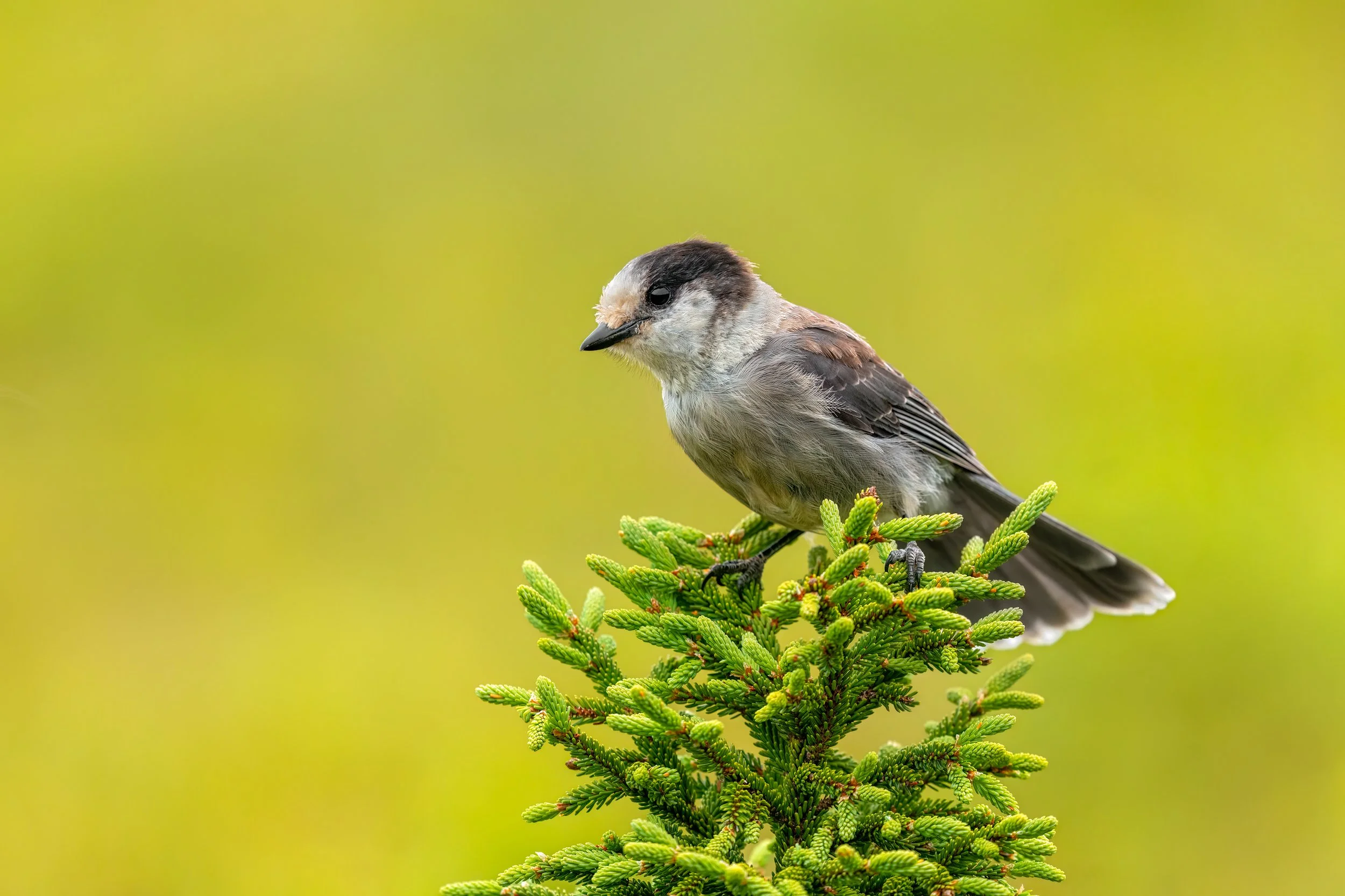Canada Jay