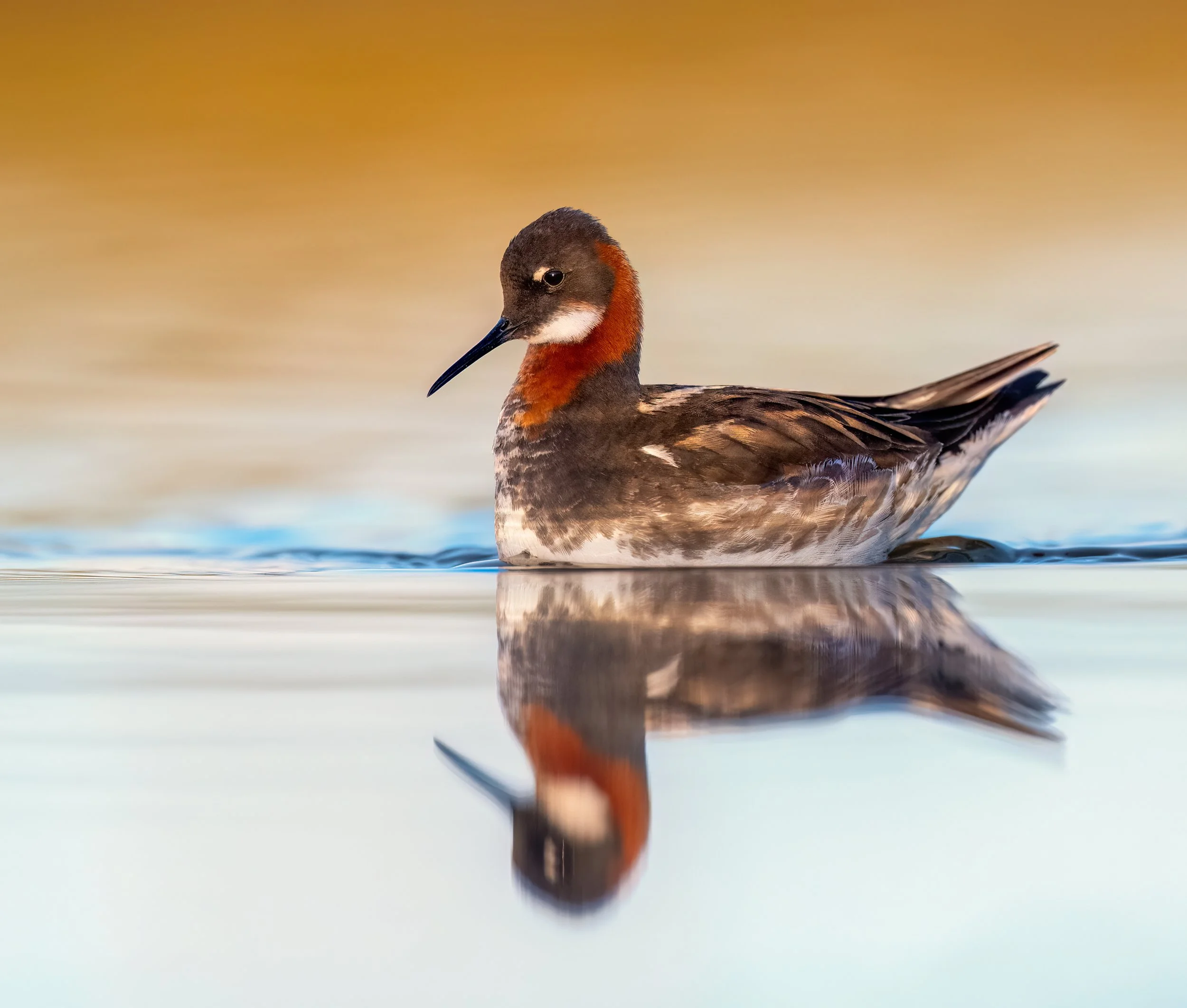 Red-necked Phalarope