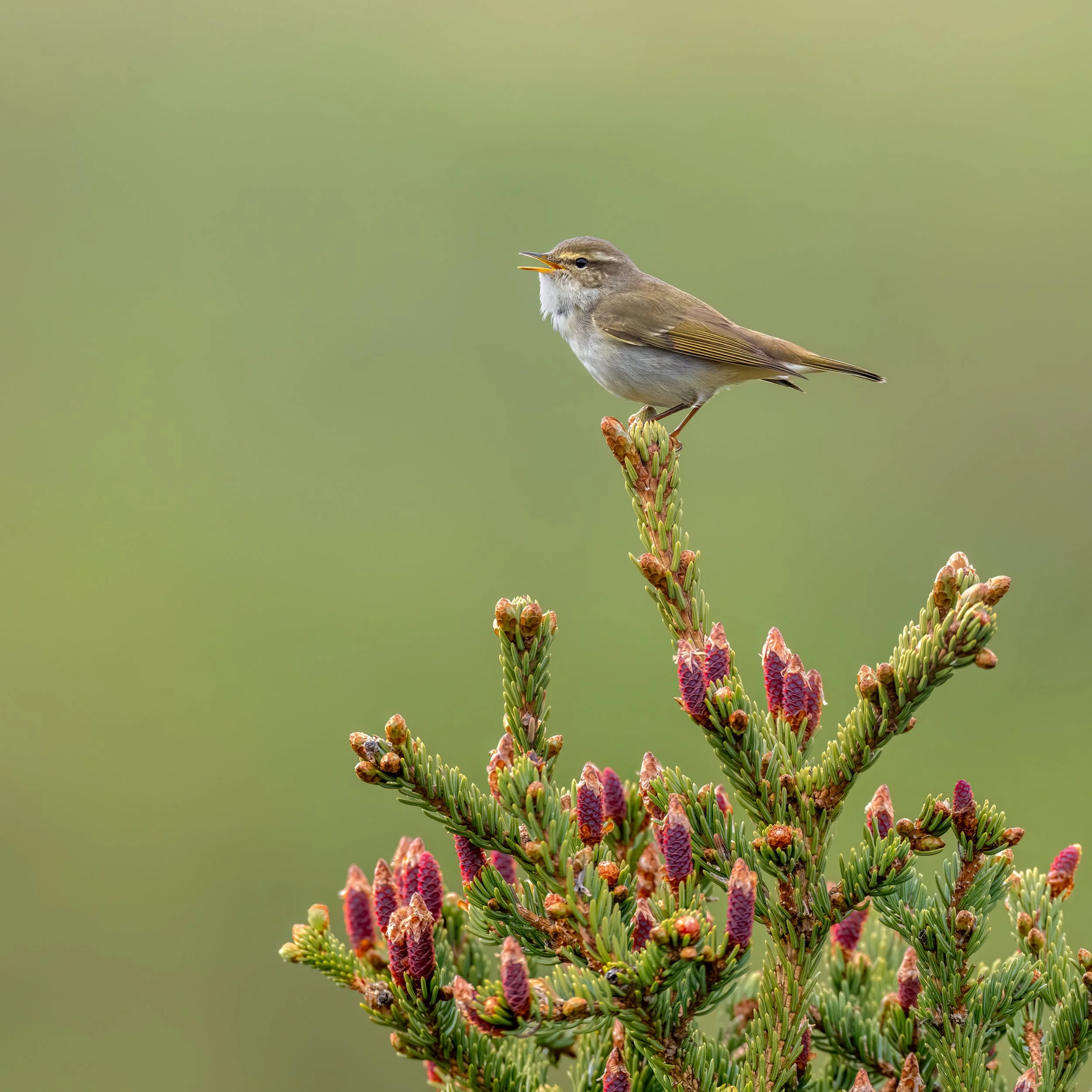 Arctic Warbler