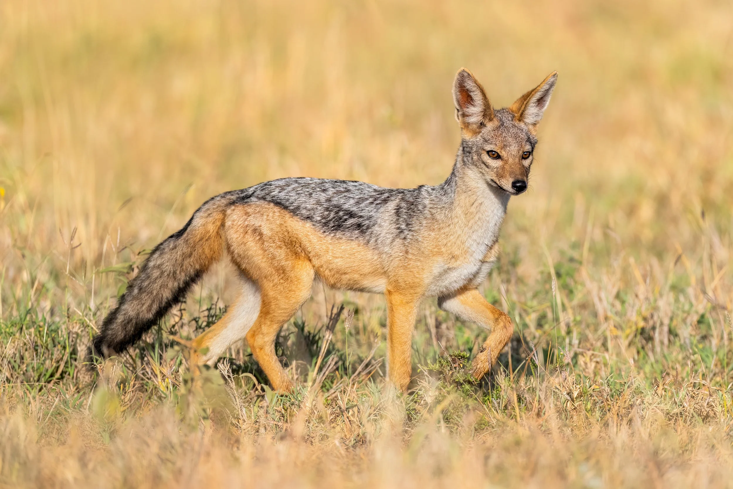 Black-backed Jackal