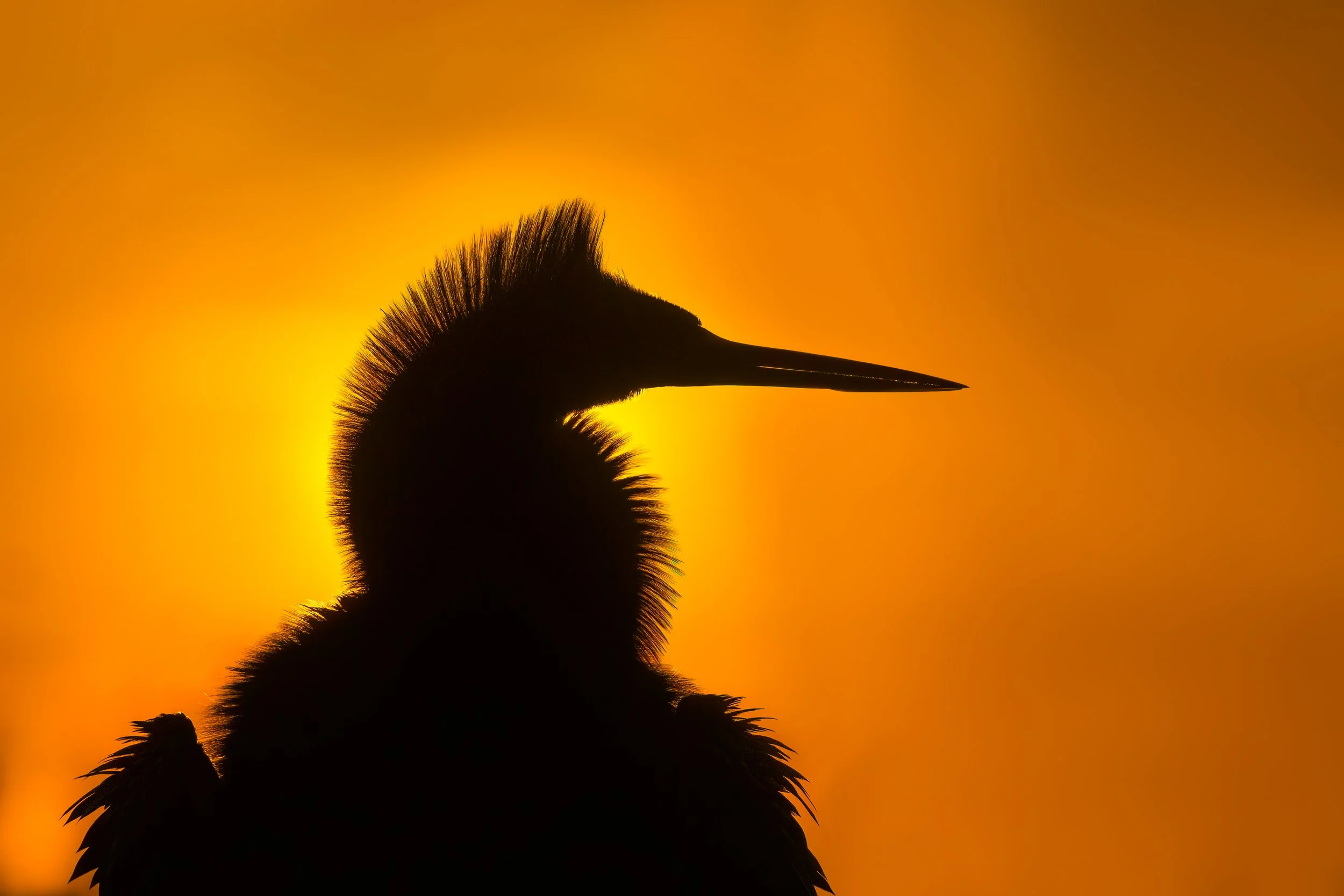 Anhinga
