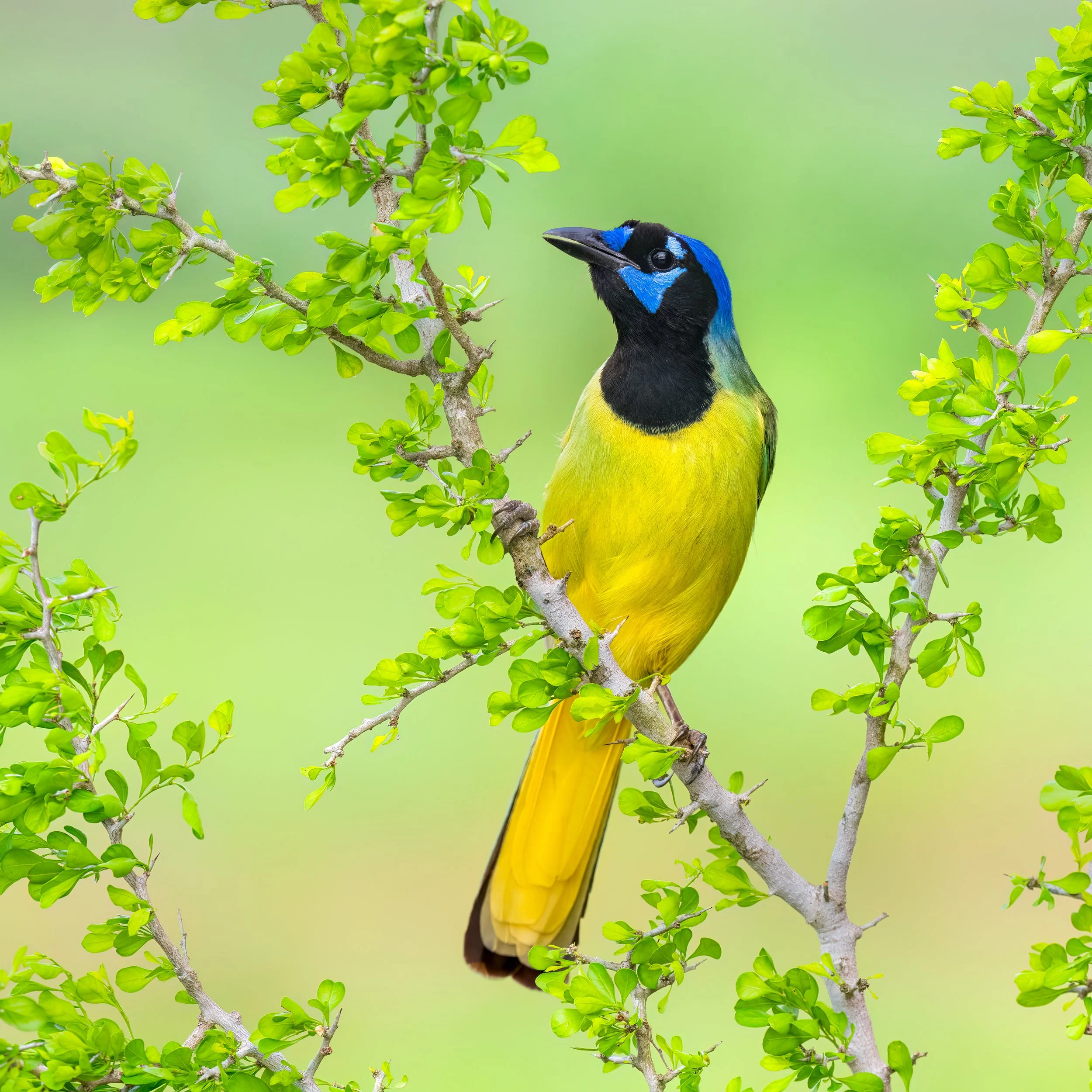 Green Jay