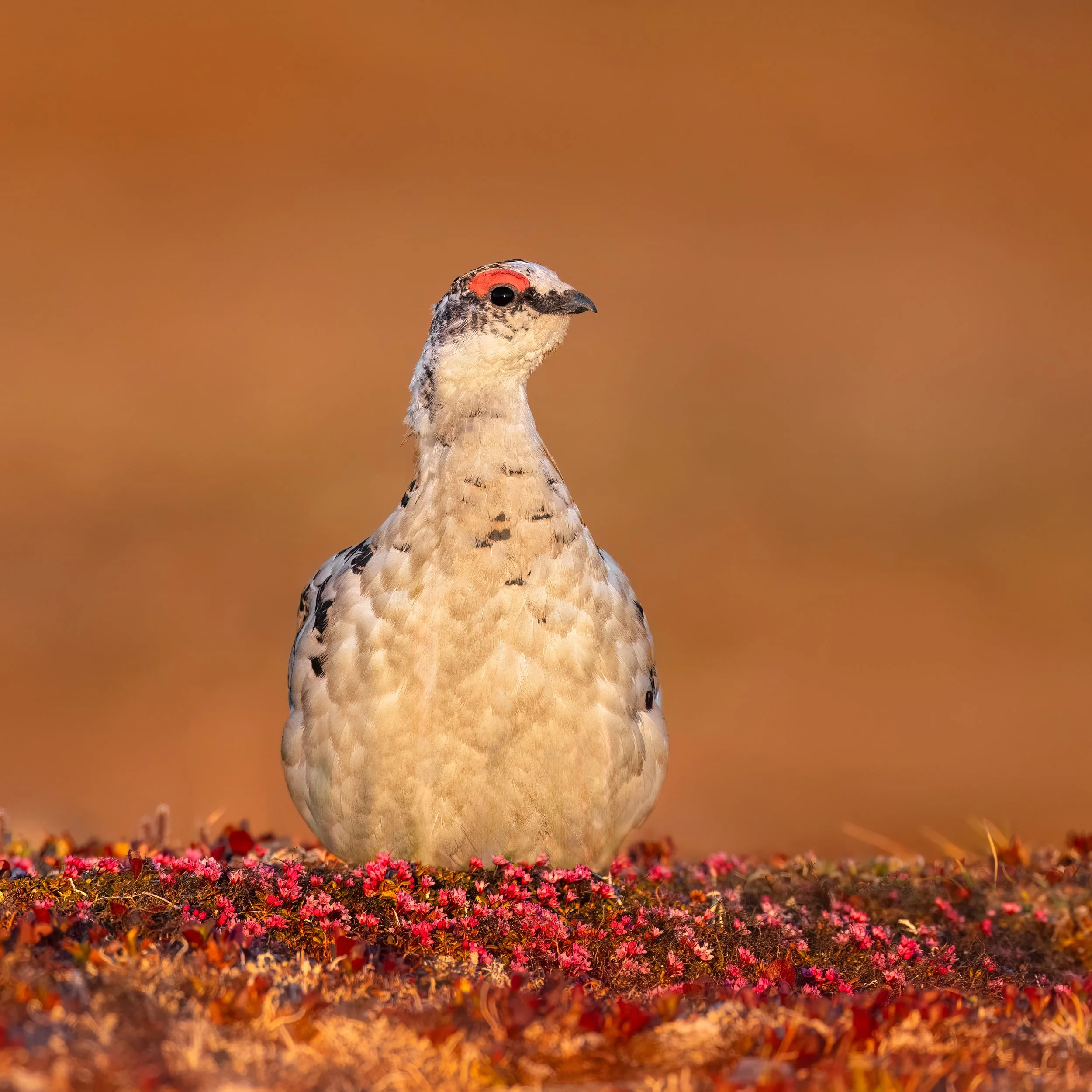 Rock Ptarmigan