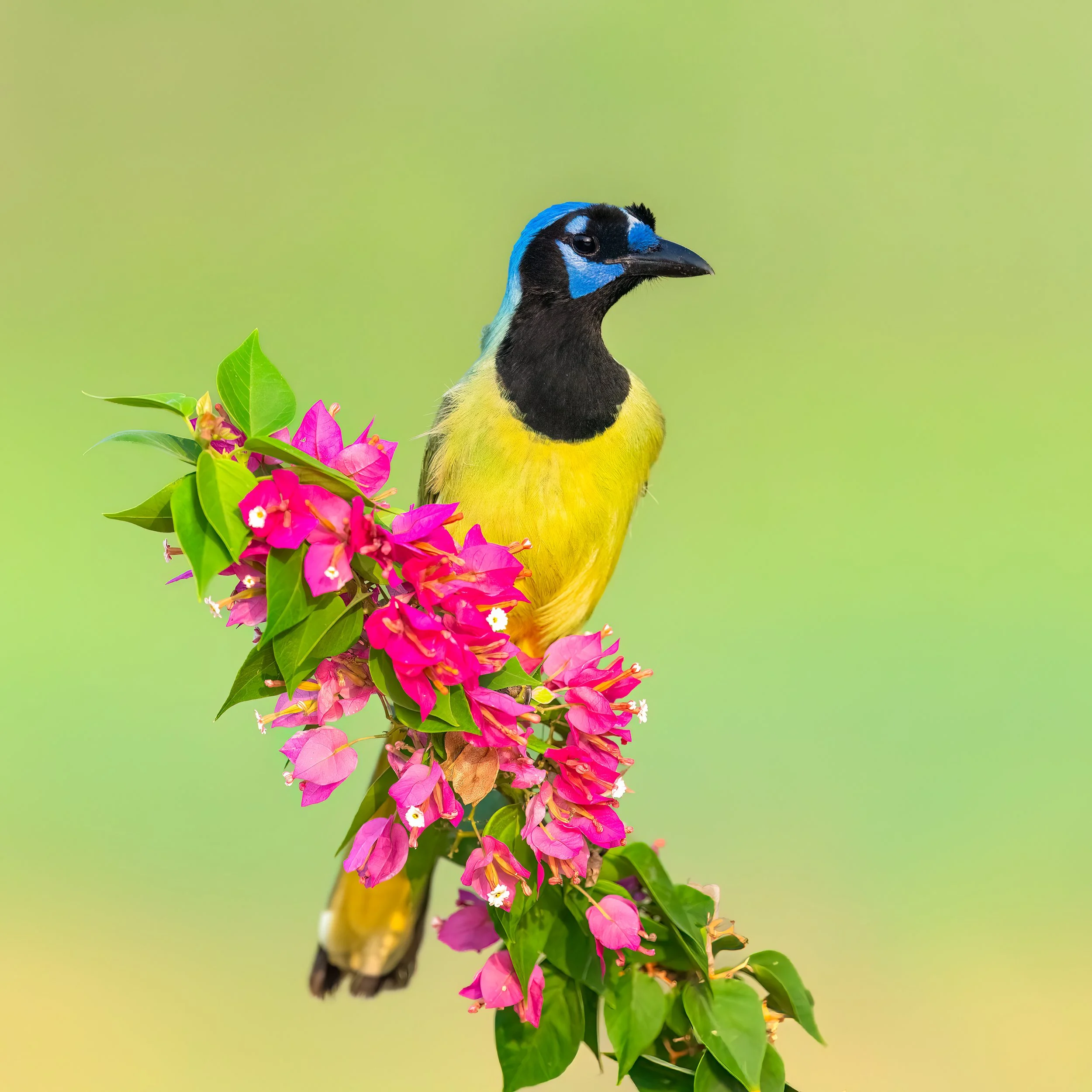 Green Jay