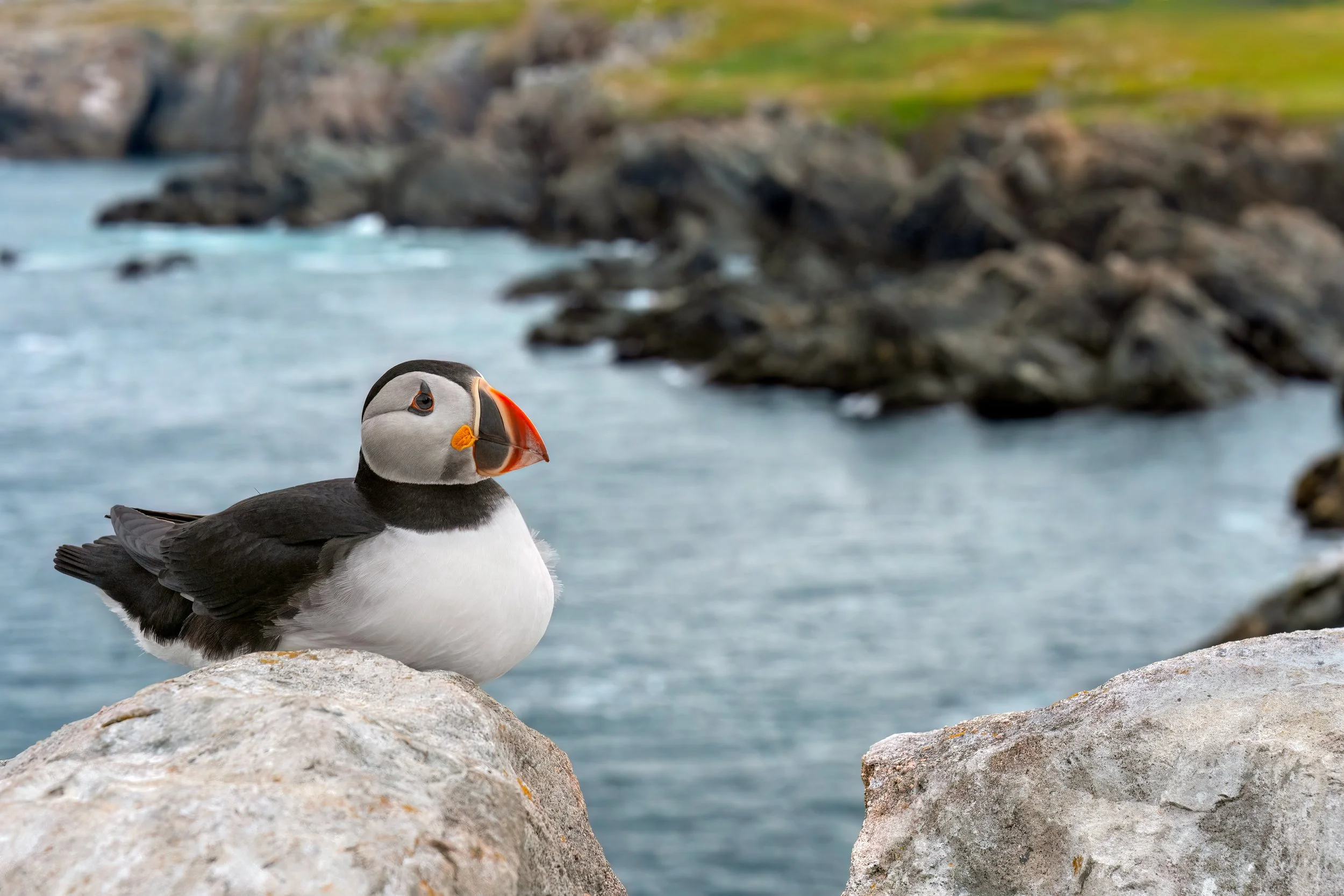 Atlantic Puffin