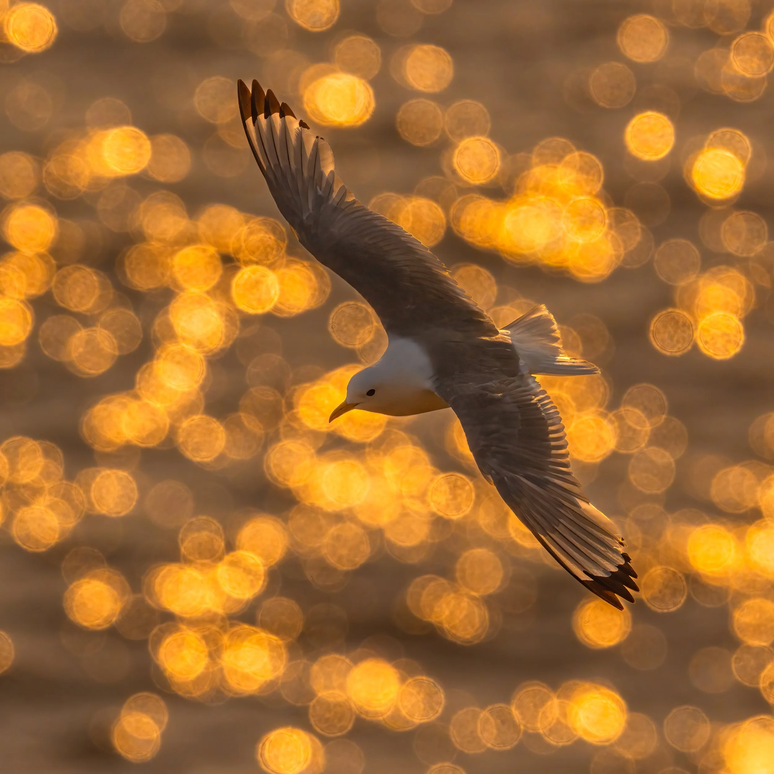 Black-legged Kittiwake