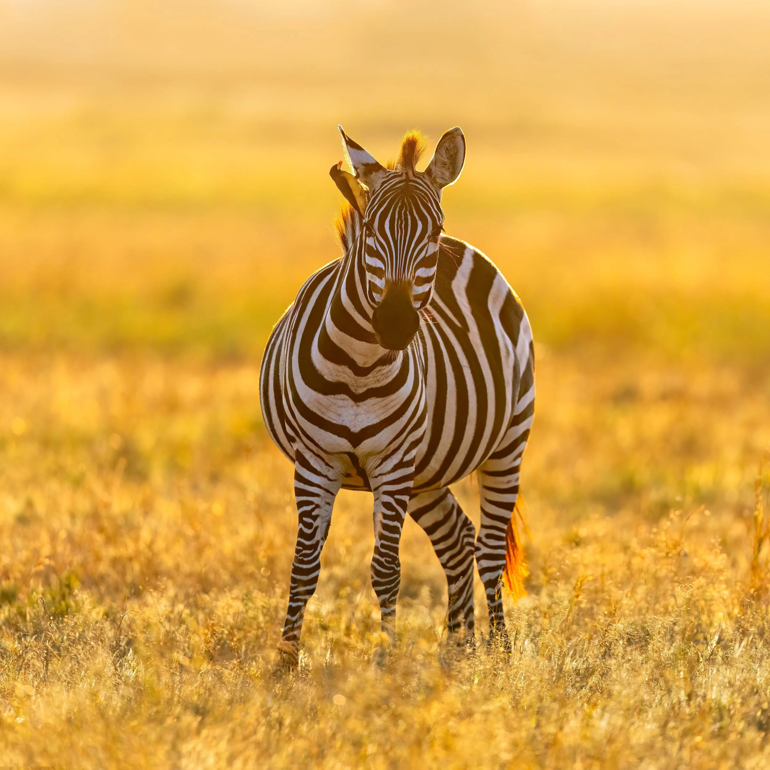 Yellow-billed Oxpecker and Gran'ts Zebra