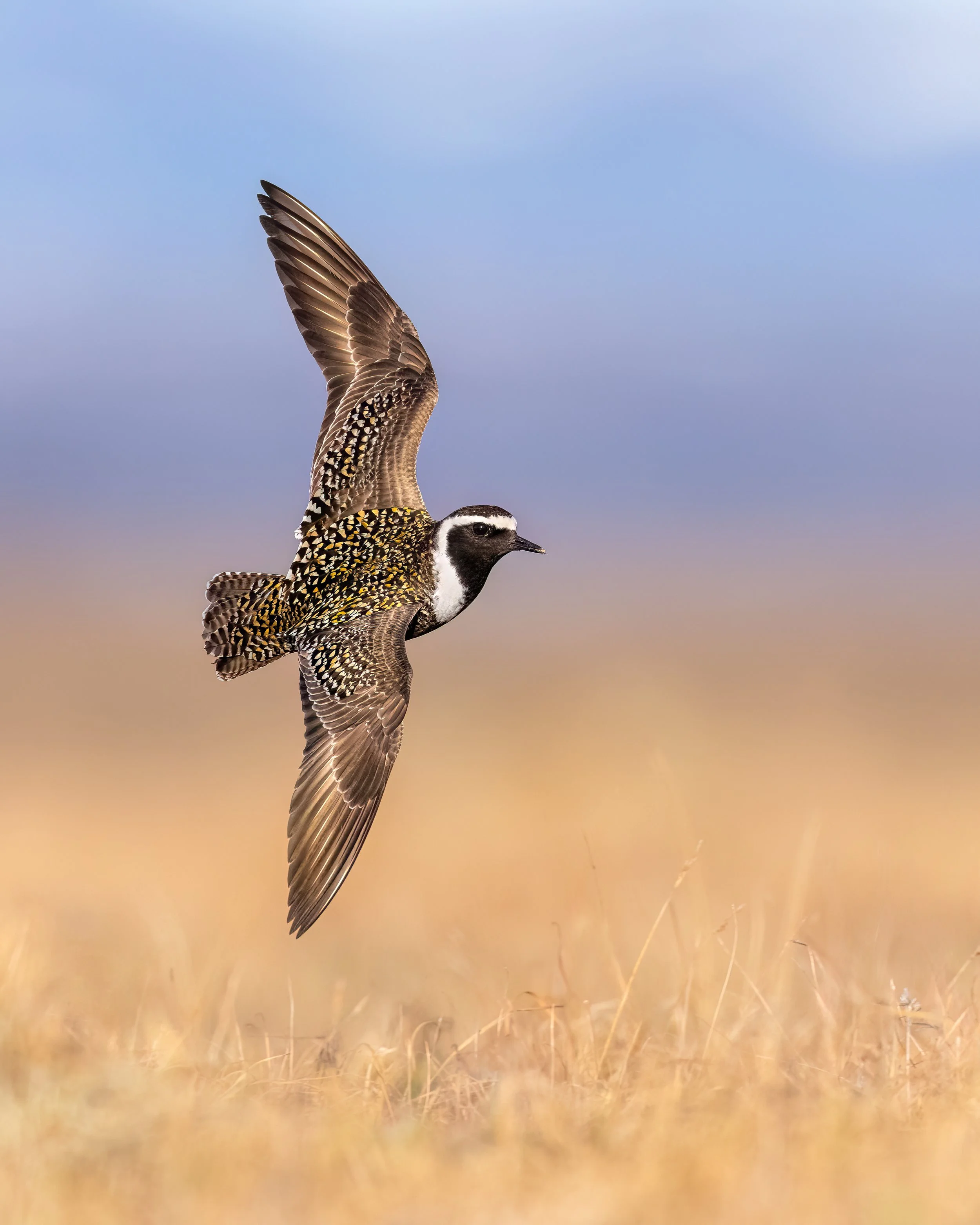 American Golden Plover