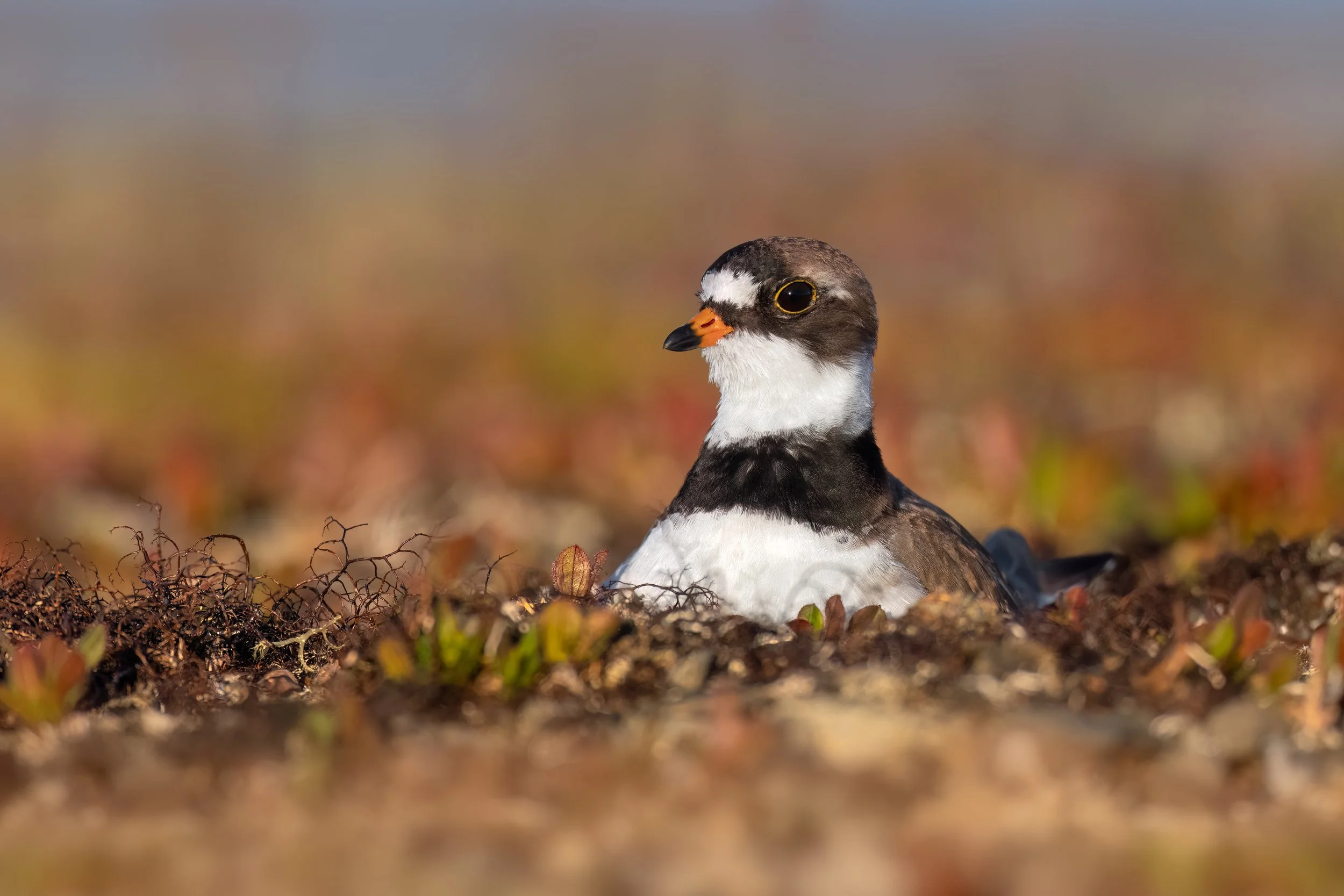 Semi-palmated Plover