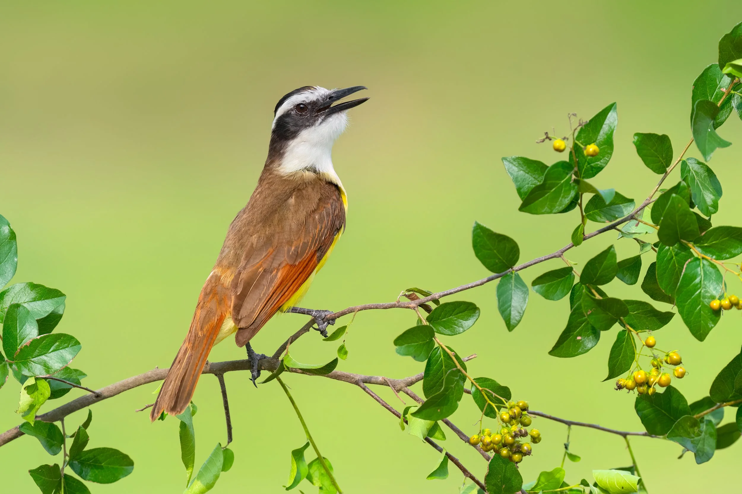 Great Kiskadee