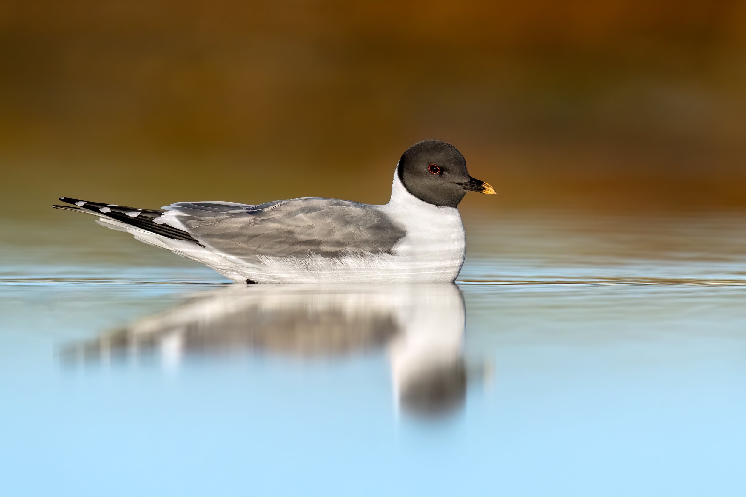 Sabine's Gull